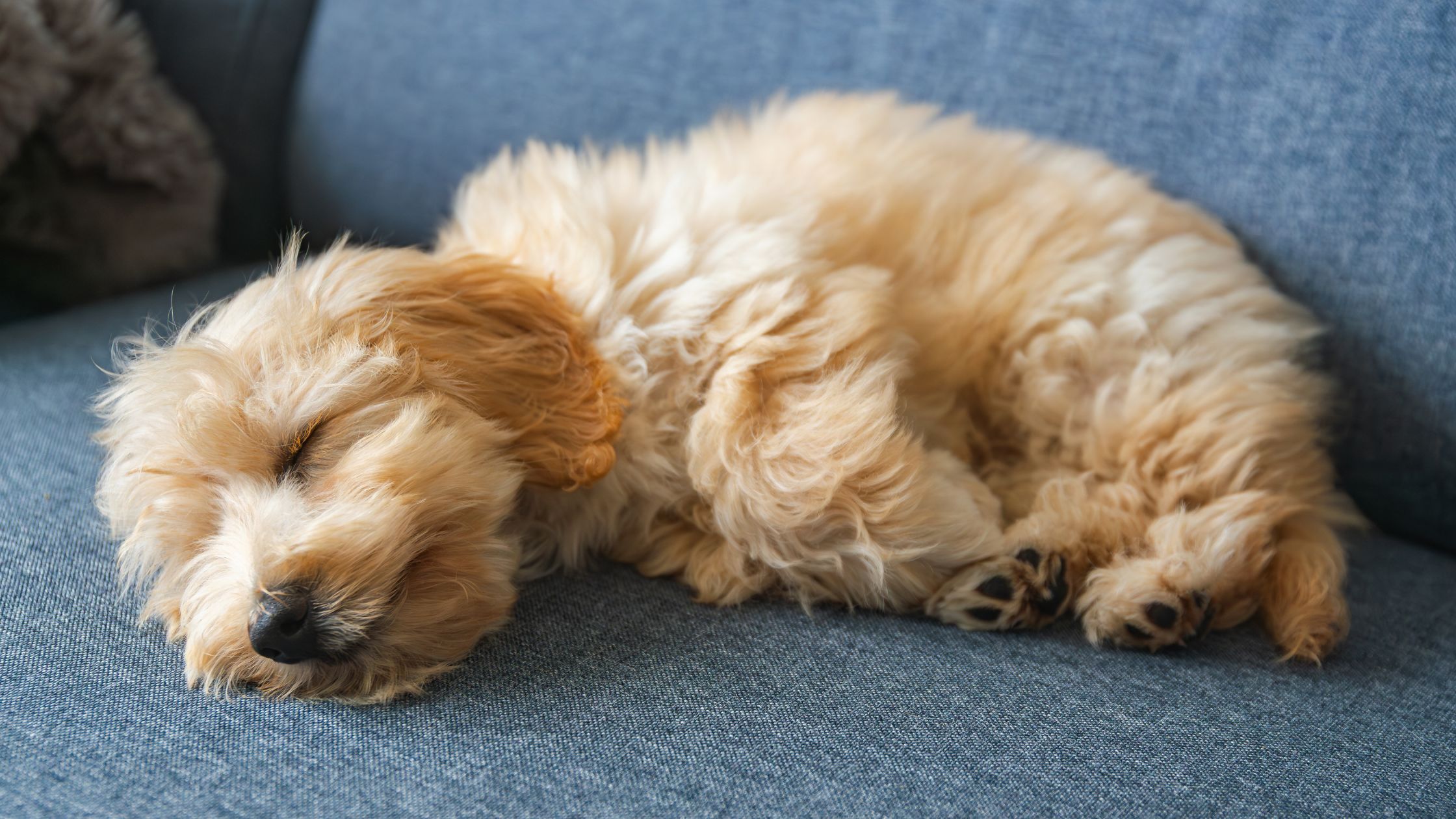 Maltipoo pup PetSecur