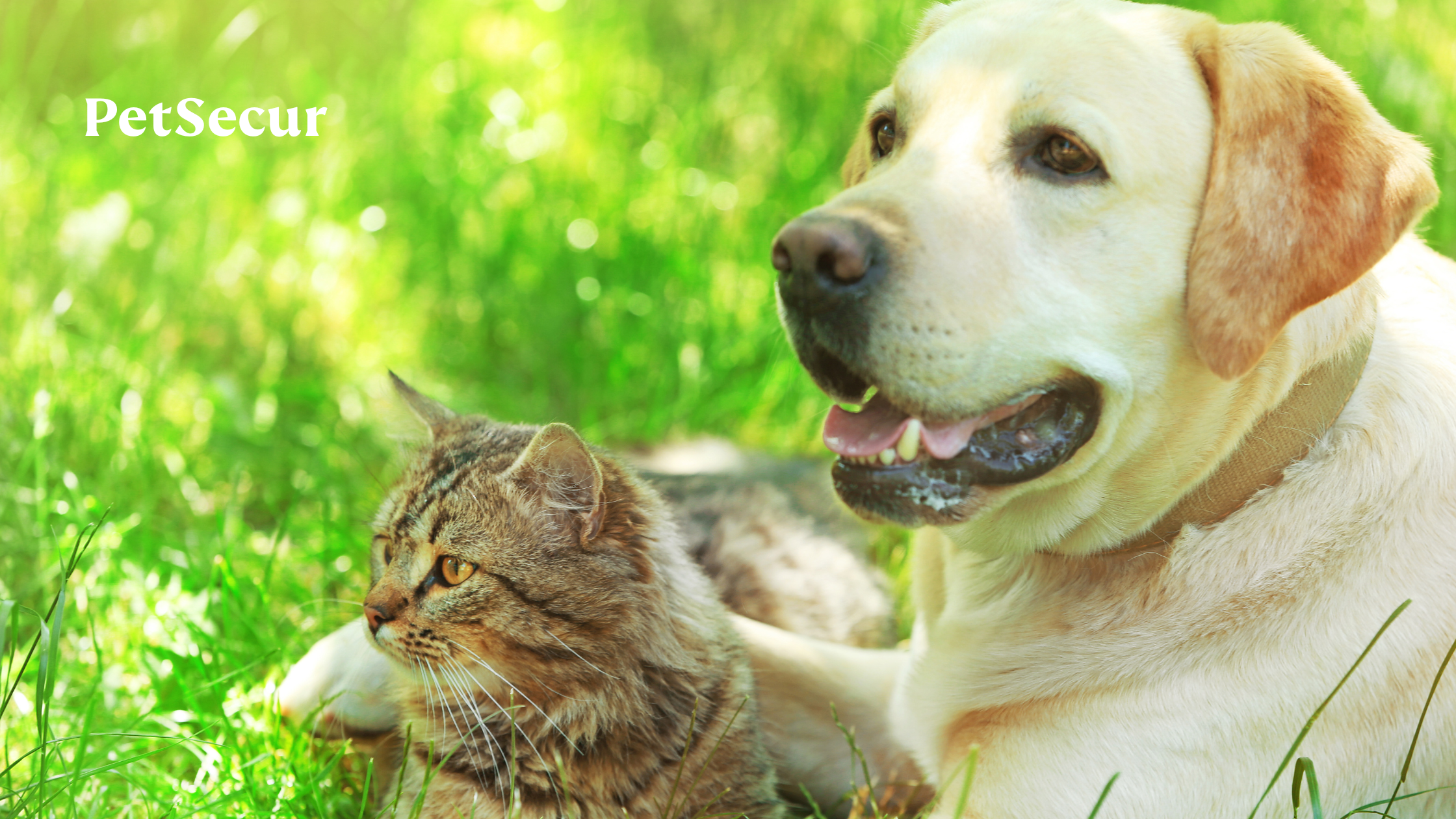 Een witte labrador en een Europese kat die samen liggen in het gras en naar links kijken of er wat aan komt.