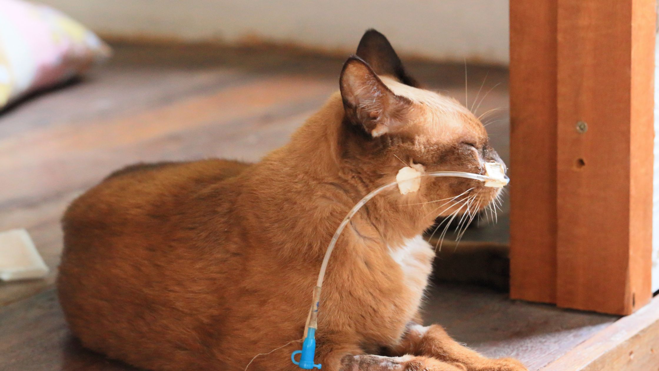 Een bruine kat ligt op de grond met een voedingssonde in haar neus, wat erop wijst dat ze medische verzorging krijgt