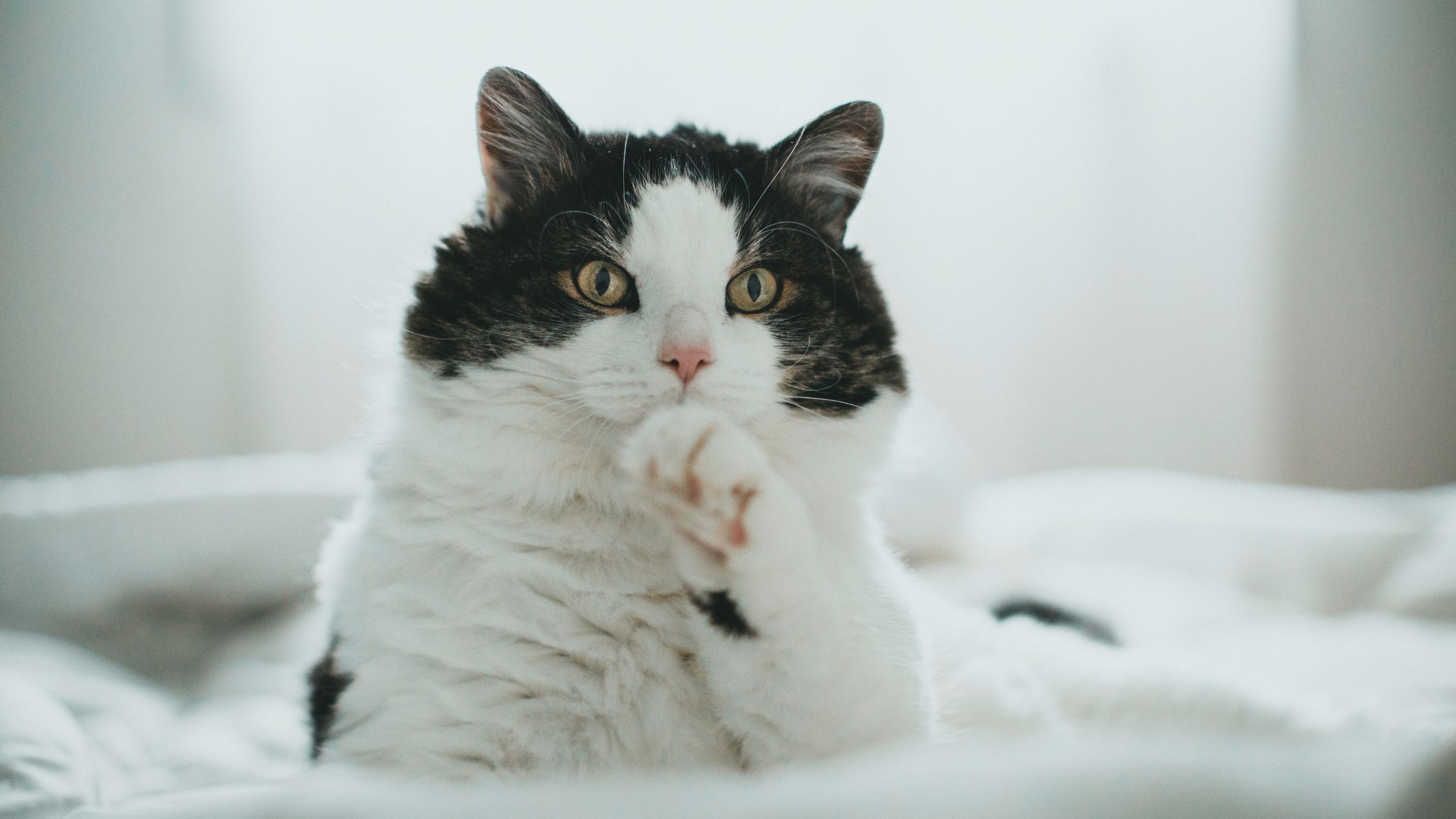 Spinnen kat PetSecur