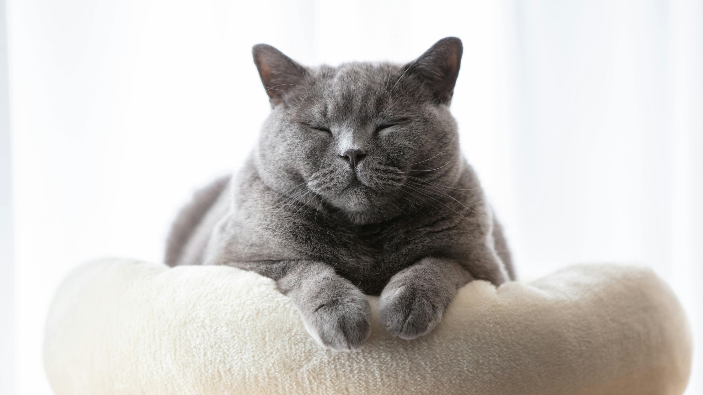 Spinnen kat PetSecur