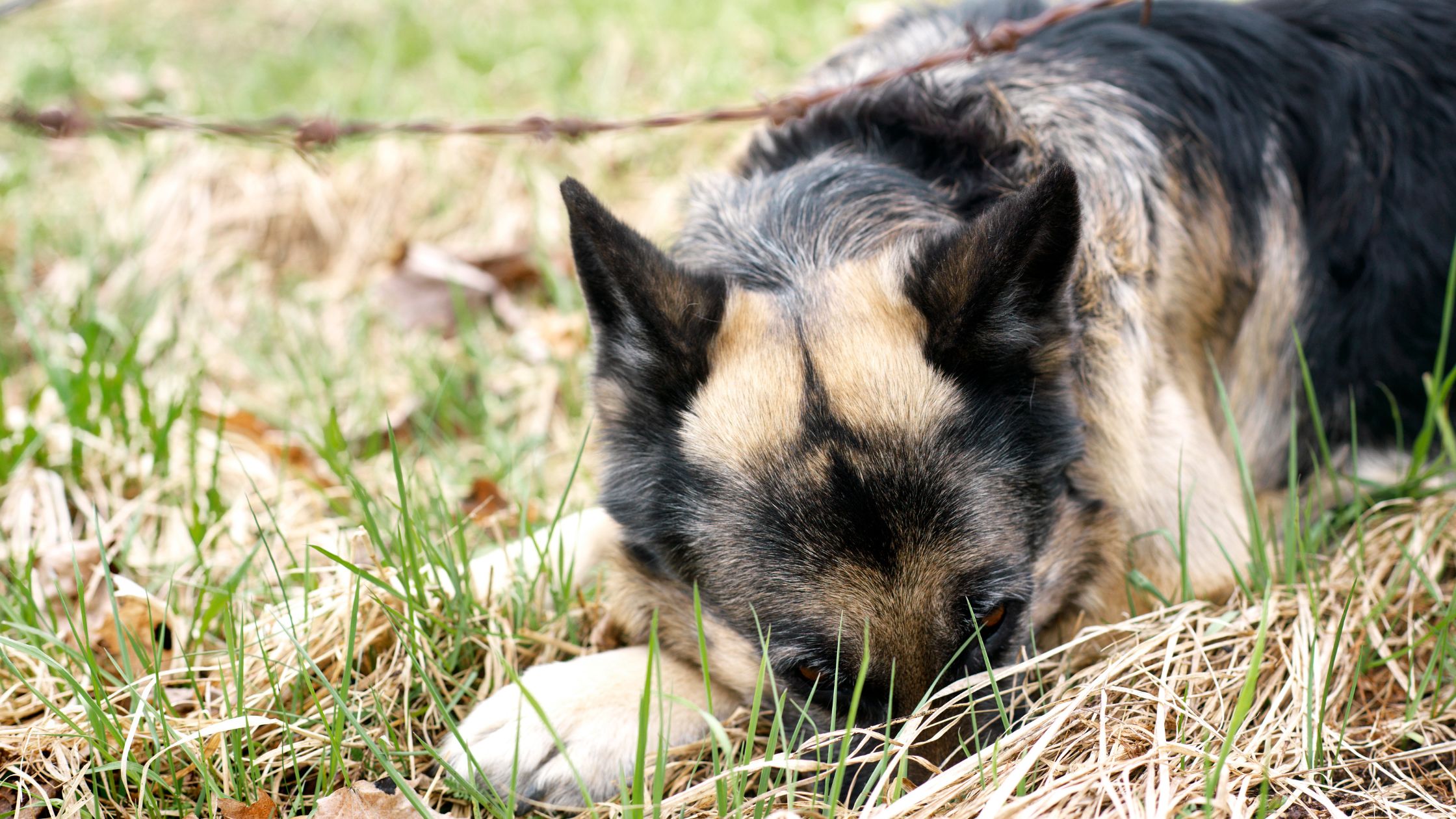 Een hond met zwarte en bruine vacht ligt neer in hoog, droog gras met zijn kop rustend op zijn poten, lijkt te dutten of zijn gezicht te verbergen. Op de achtergrond is roestig prikkeldraad te zien.