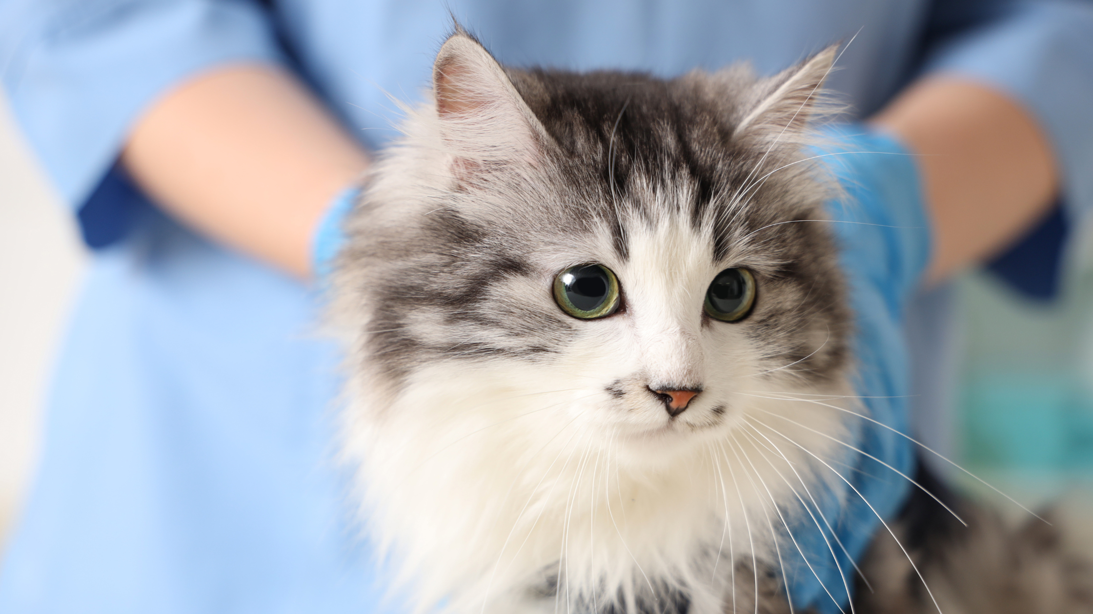 Een pluizige grijs-witte kat met groene ogen wordt zachtjes vastgehouden door een persoon met blauwe handschoenen en een lichtblauw uniform, waarschijnlijk in een dierenkliniek.