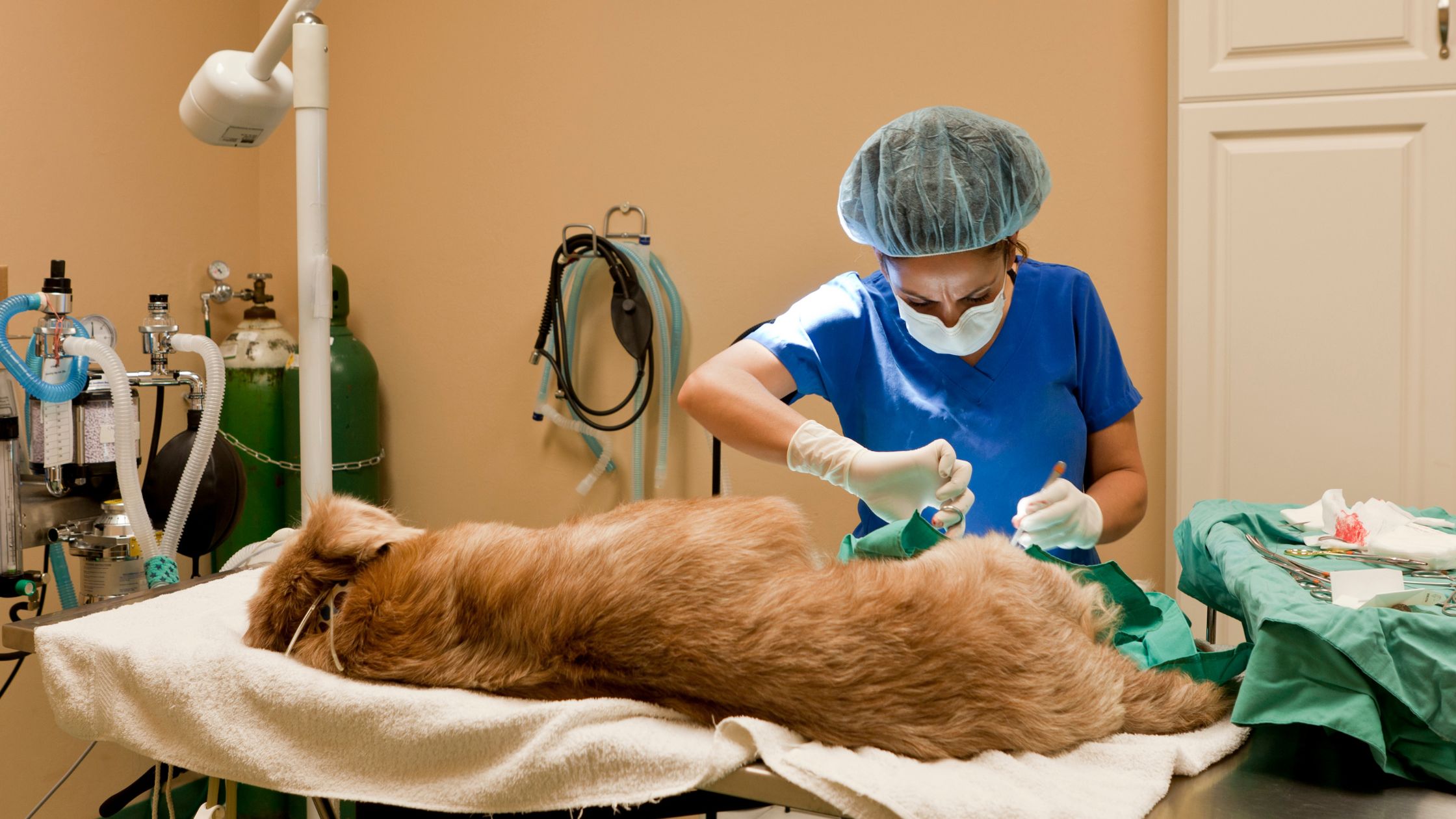 Een dierenarts in blauwe scrubs en een masker voert een operatie uit op een grote bruine hond die op een tafel ligt in een dierenkliniek, omringd door medische apparatuur.