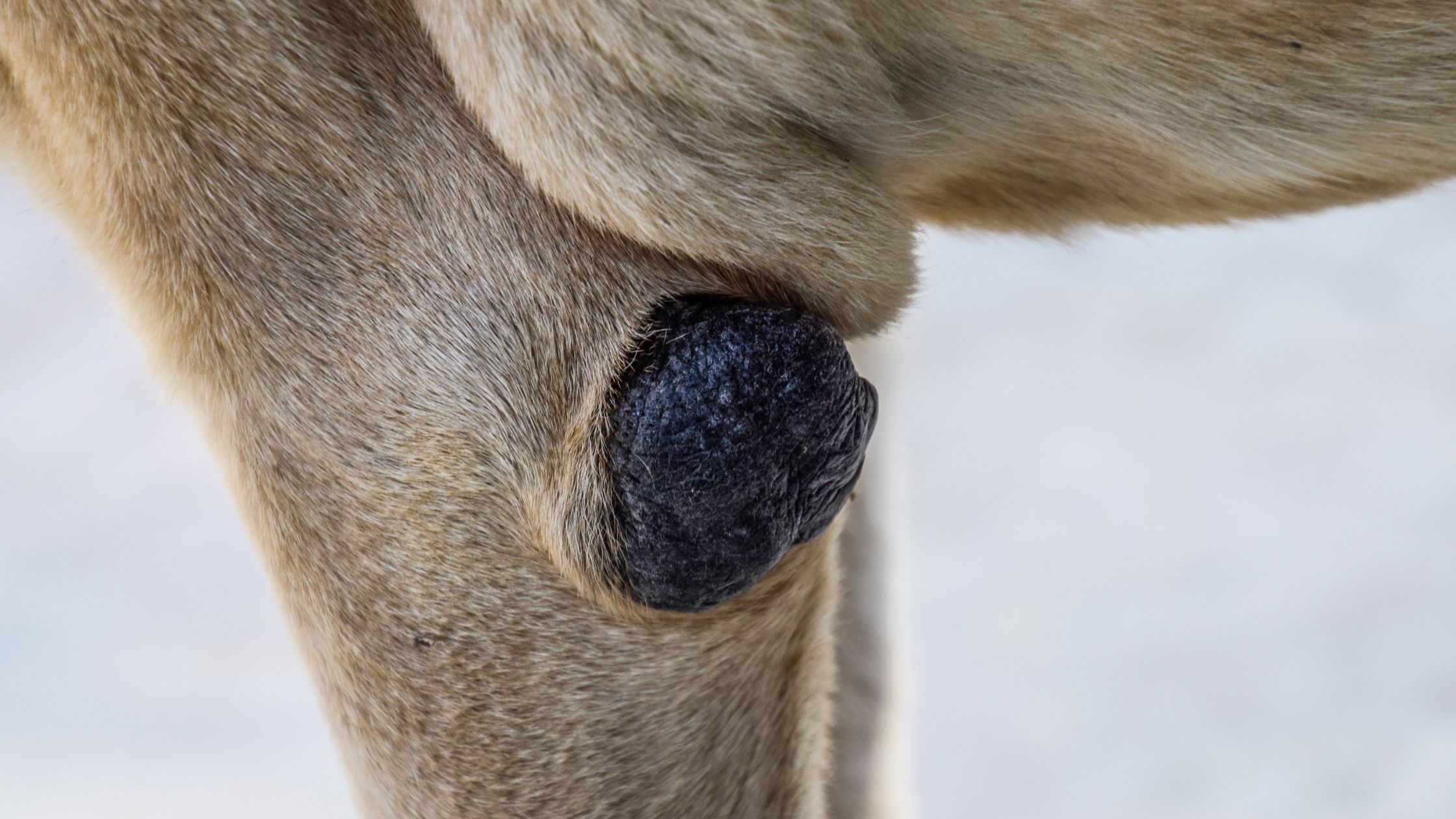  Close-up van een hertenpoot met daarop een donkere, ruwe plek die bekend staat als een tarsale klier omgeven door een bruine vacht. De achtergrond is wazig en licht van kleur.