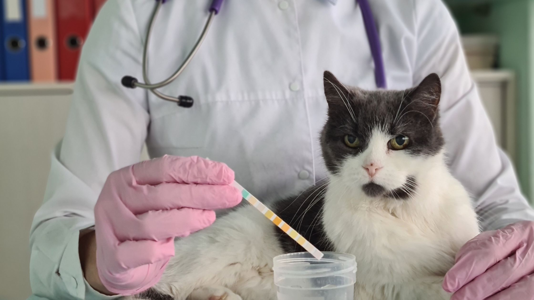 Een dierenarts met roze handschoenen en een stethoscoop houdt een teststrip boven een plastic bakje terwijl een zwart-witte kat rustig op de onderzoekstafel ligt