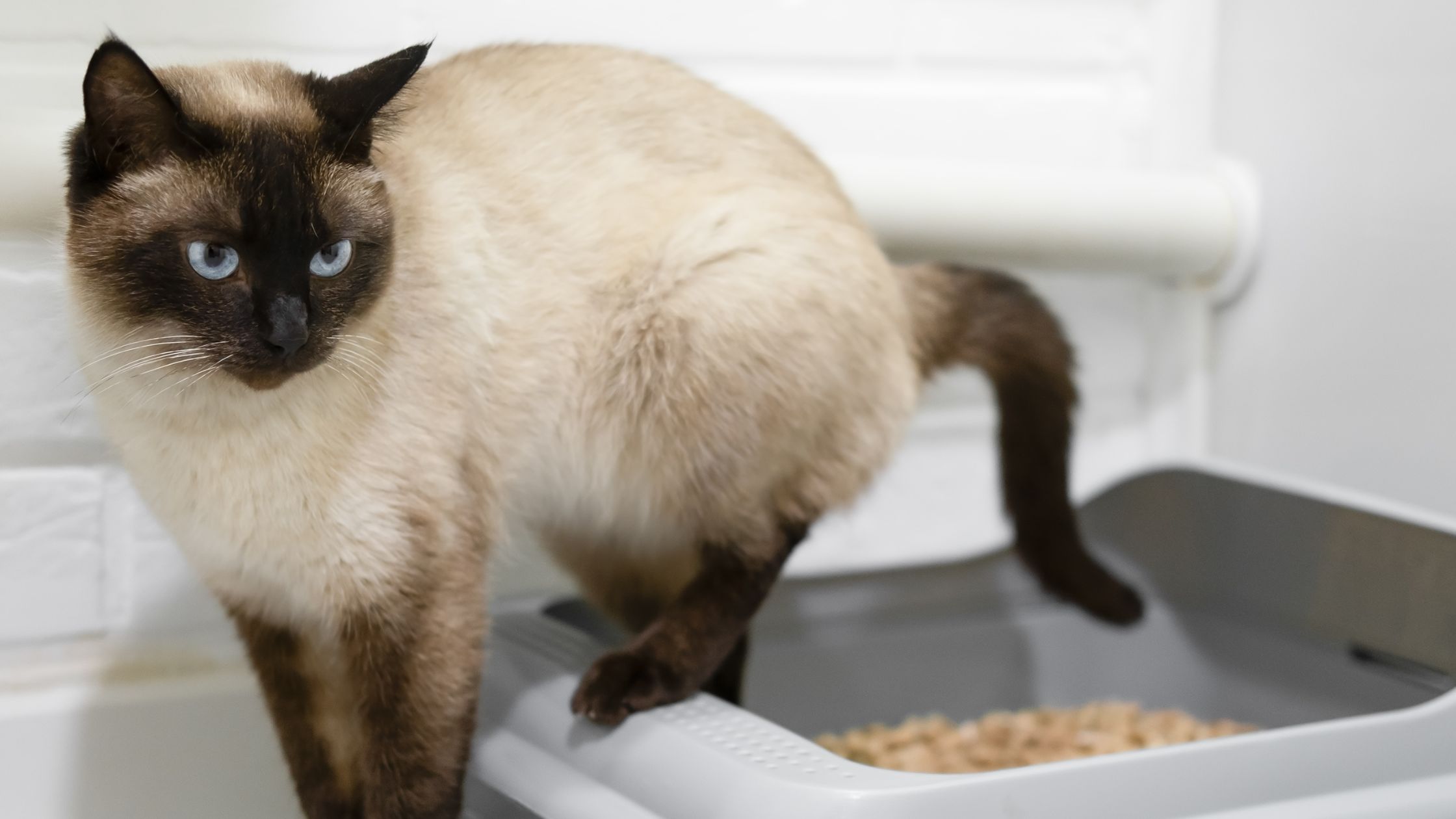 Vaker plassen kat PetSecur
