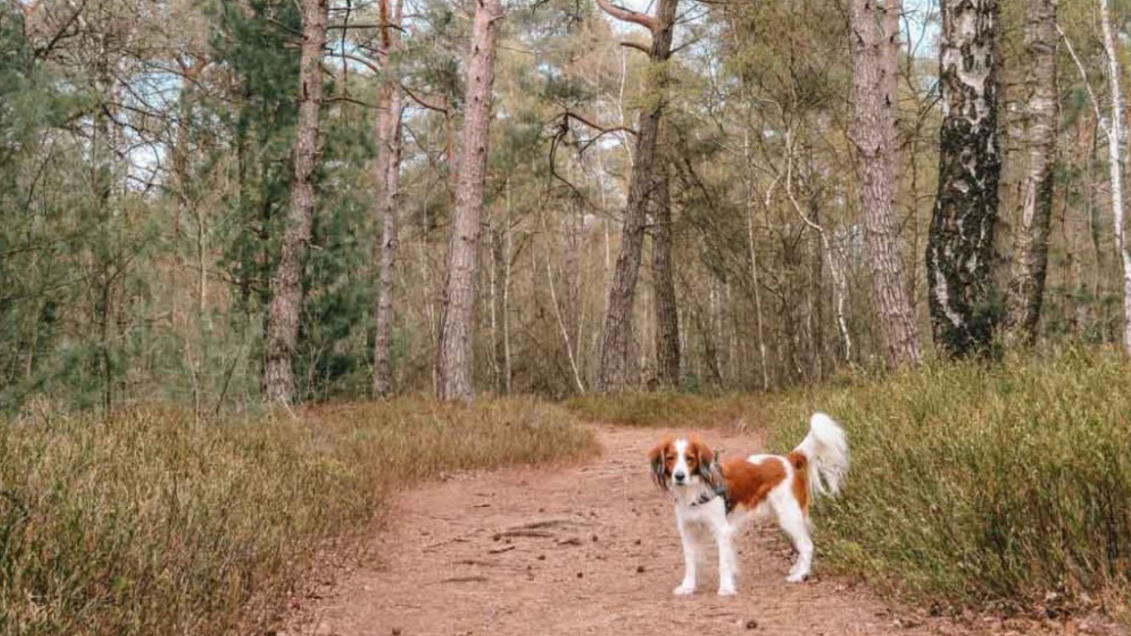 Een klein bruin met wit hondje staat op een zandpad omringd door hoge bomen en groene struiken in een bos. De lucht is gedeeltelijk zichtbaar door de bomen.