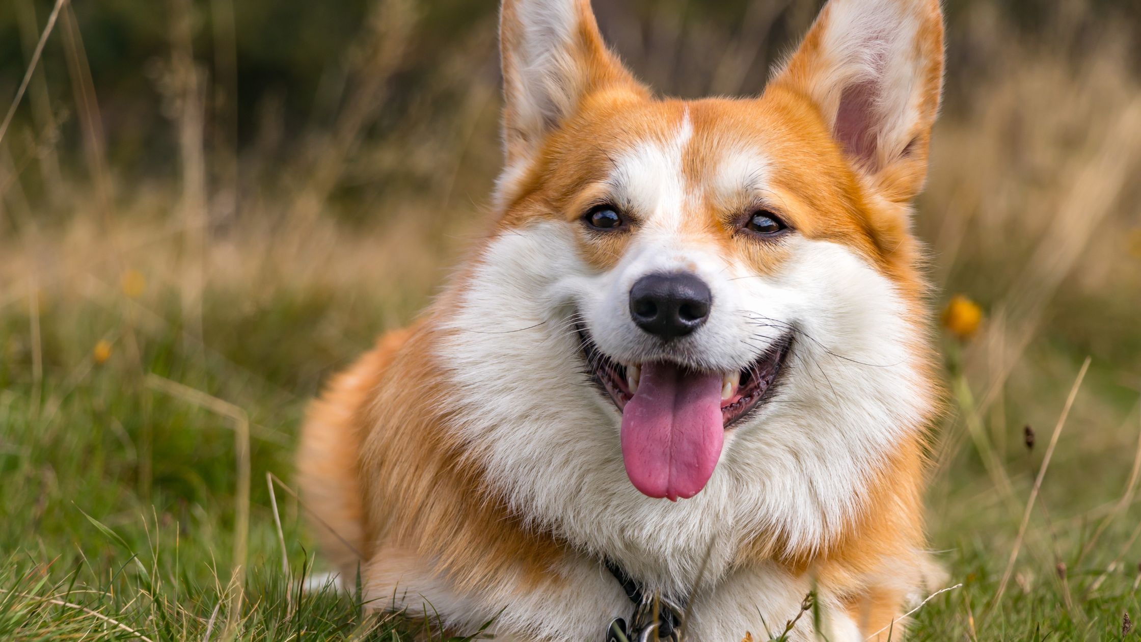 Wat kost een Corgi? PetSecur
