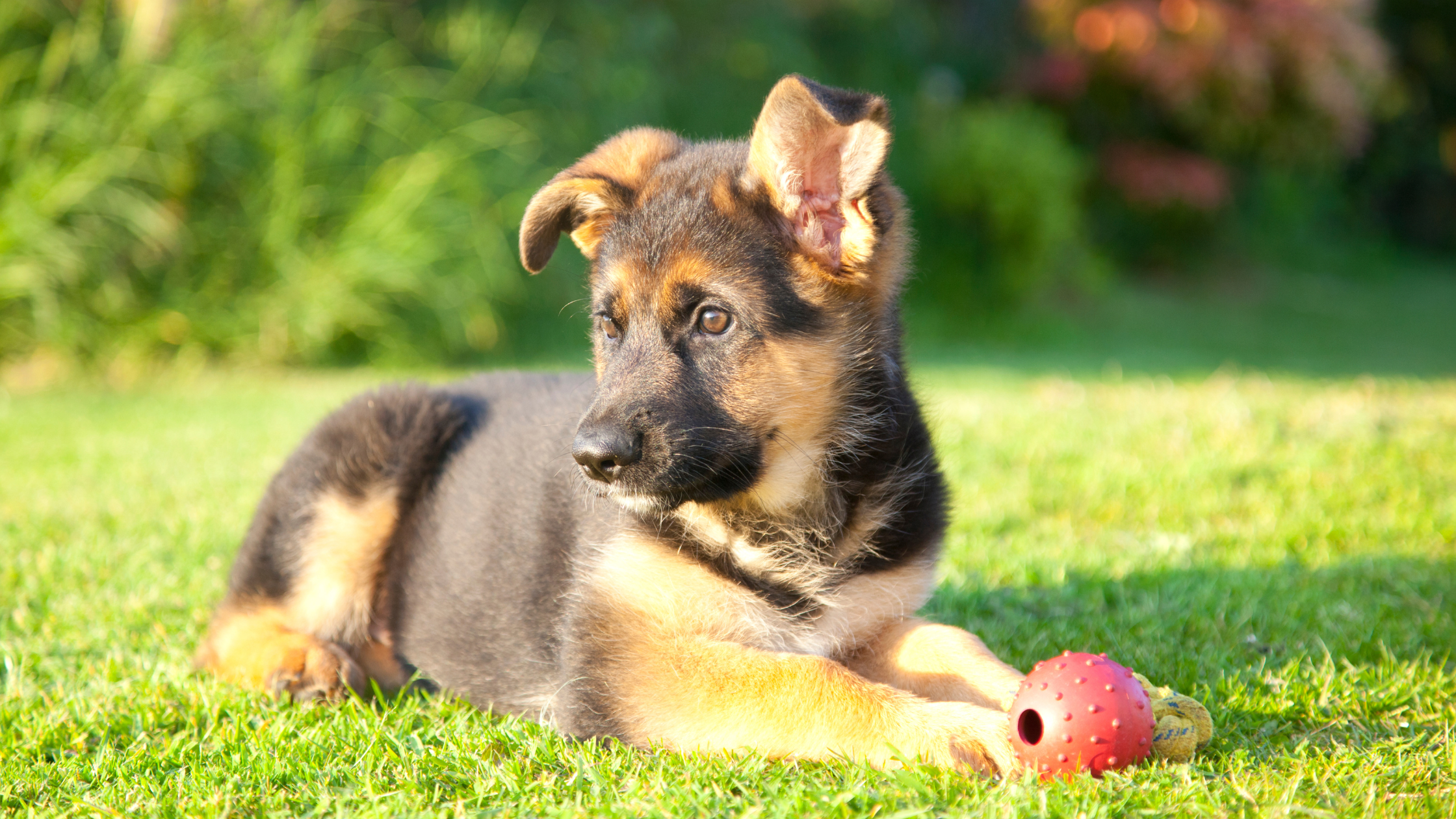 Een Duitse Herder puppy met één hangoor ligt op het gras met een rood balletje. PetSecur