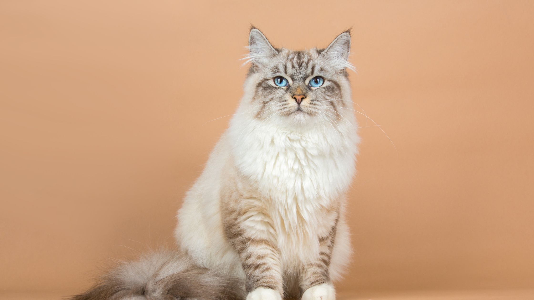 Een pluizige kat met een licht crèmekleurige en grijze vacht, duidelijke streeptekening en helderblauwe ogen zit naar voren gericht tegen een effen beige achtergrond.