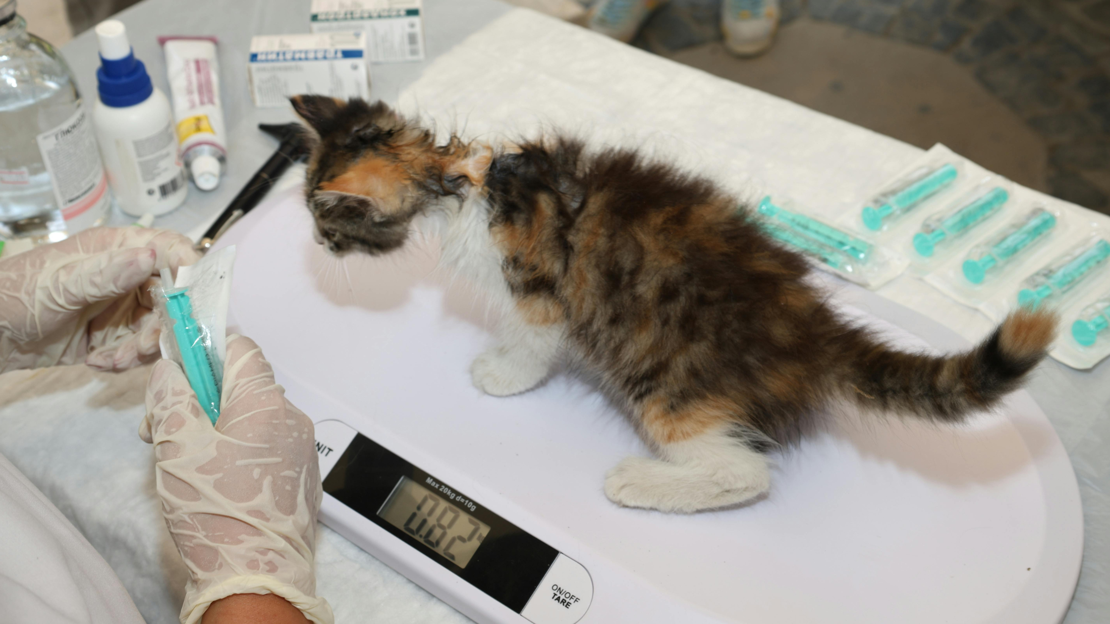 Een tweekoppig katje staat op een digitale weegschaal van 0,82 kg. Een persoon met handschoenen aan maakt een spuit klaar, met andere medische benodigdheden en spuiten zichtbaar op de tafel vlakbij.