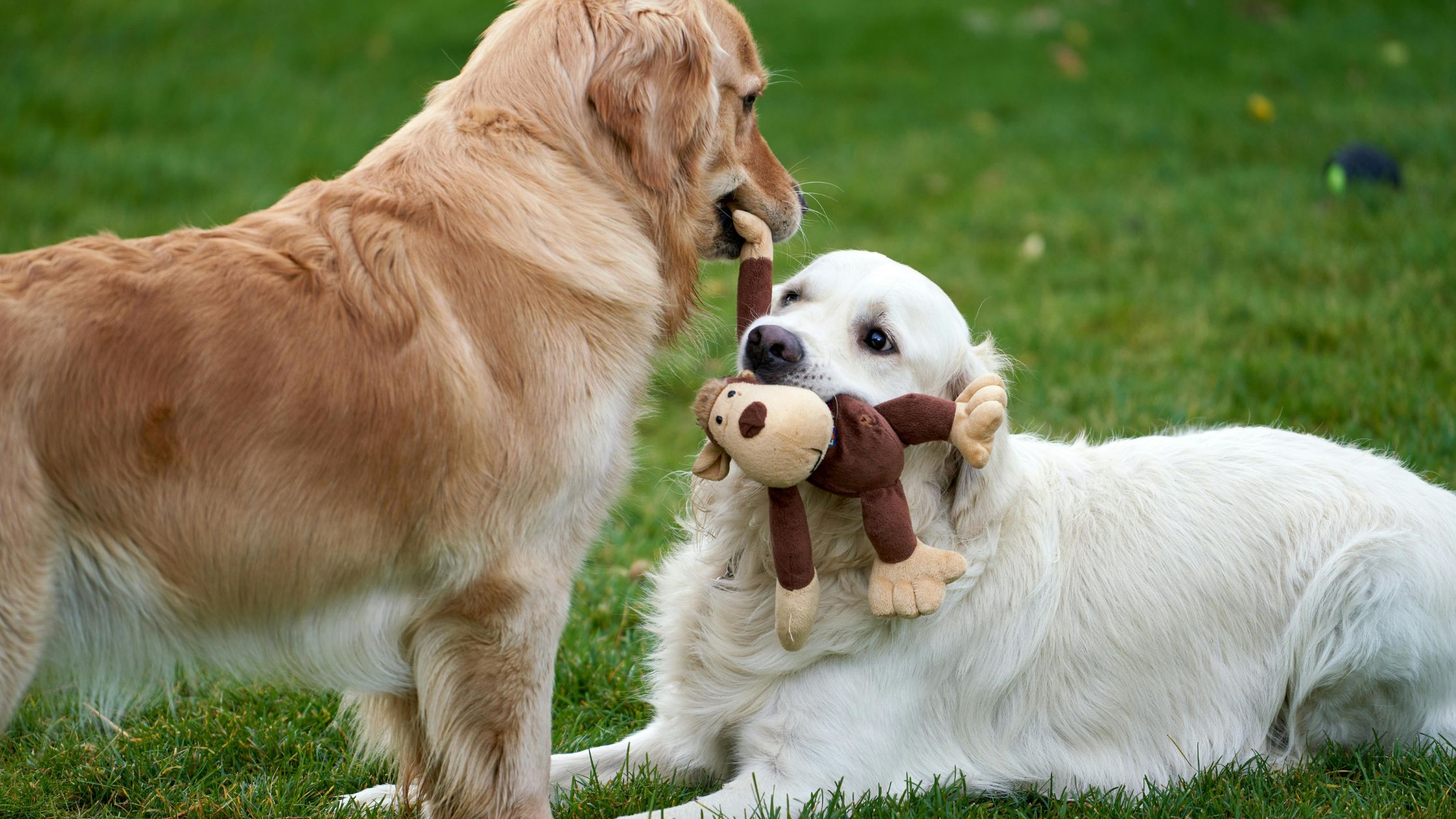 Spelende honden PetSecur