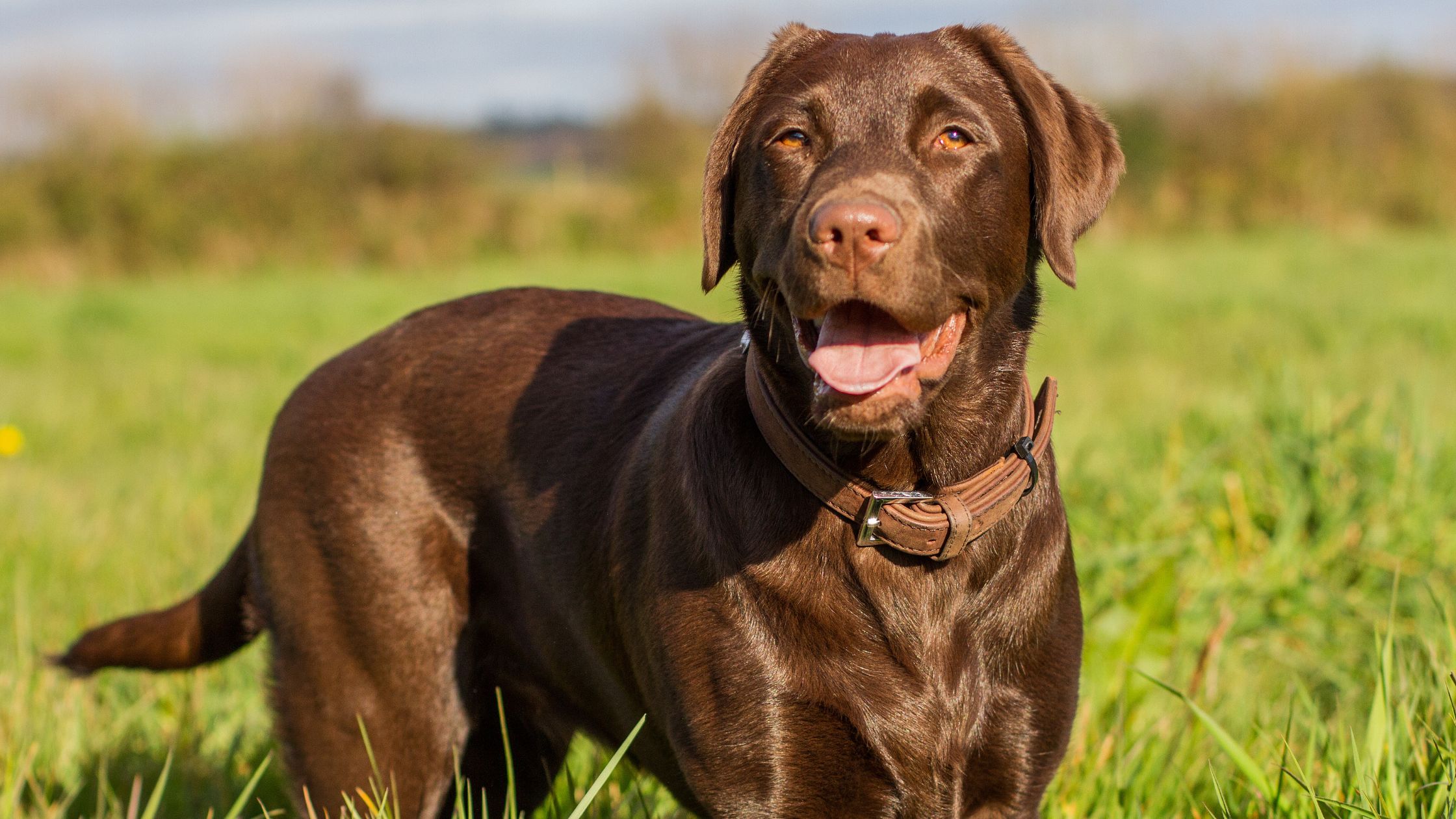 Welke hond is het liefste? Ontdek de meest aanhankelijke hondenrassen