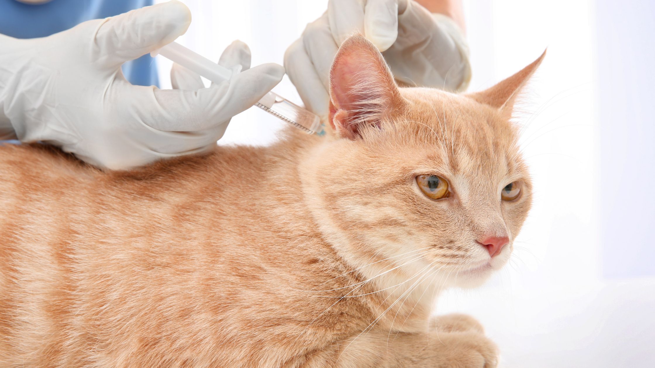 Er wordt een rode kater geprikt door iemand met een witte handschoen