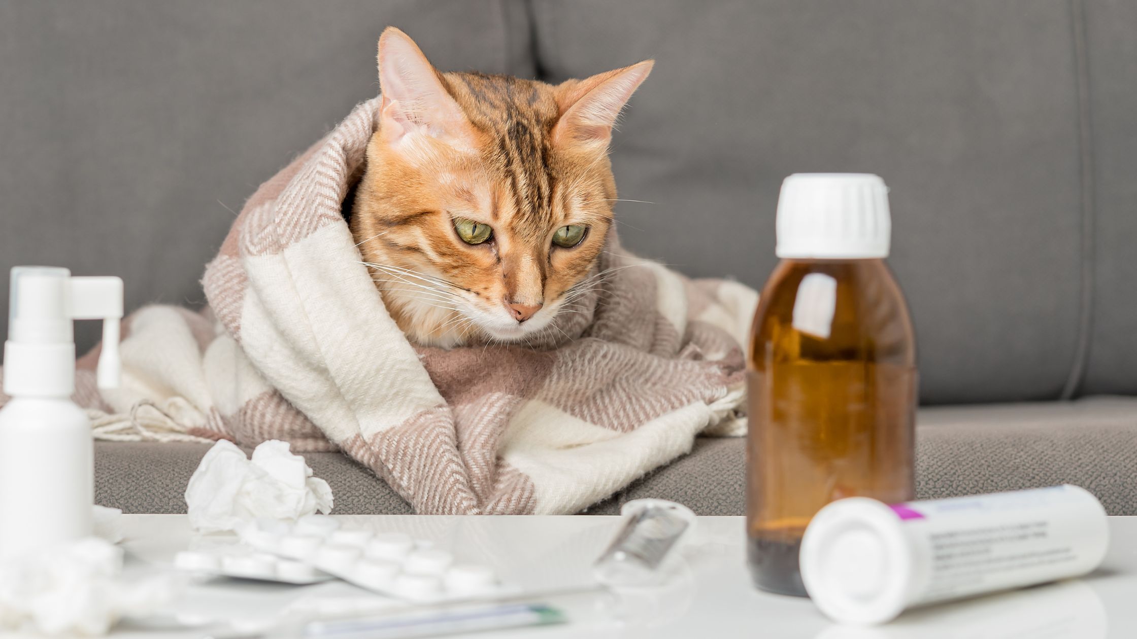 Een zieke kat met pijnstillers heeft een dekentje om zich heen omdat hij of zij getest wordt op een allergie