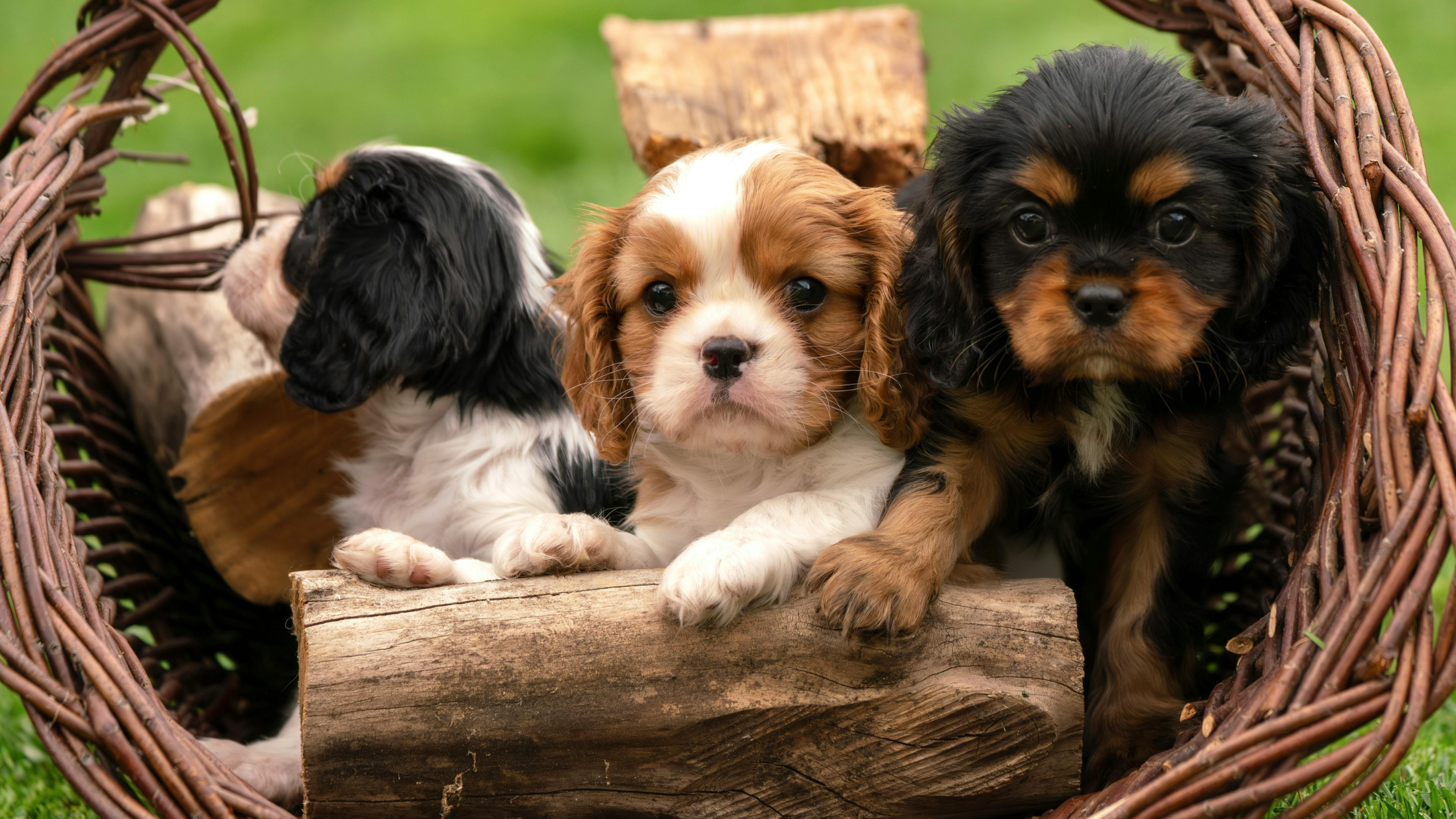 Cavalier King Charles Spaniël - PetSecur