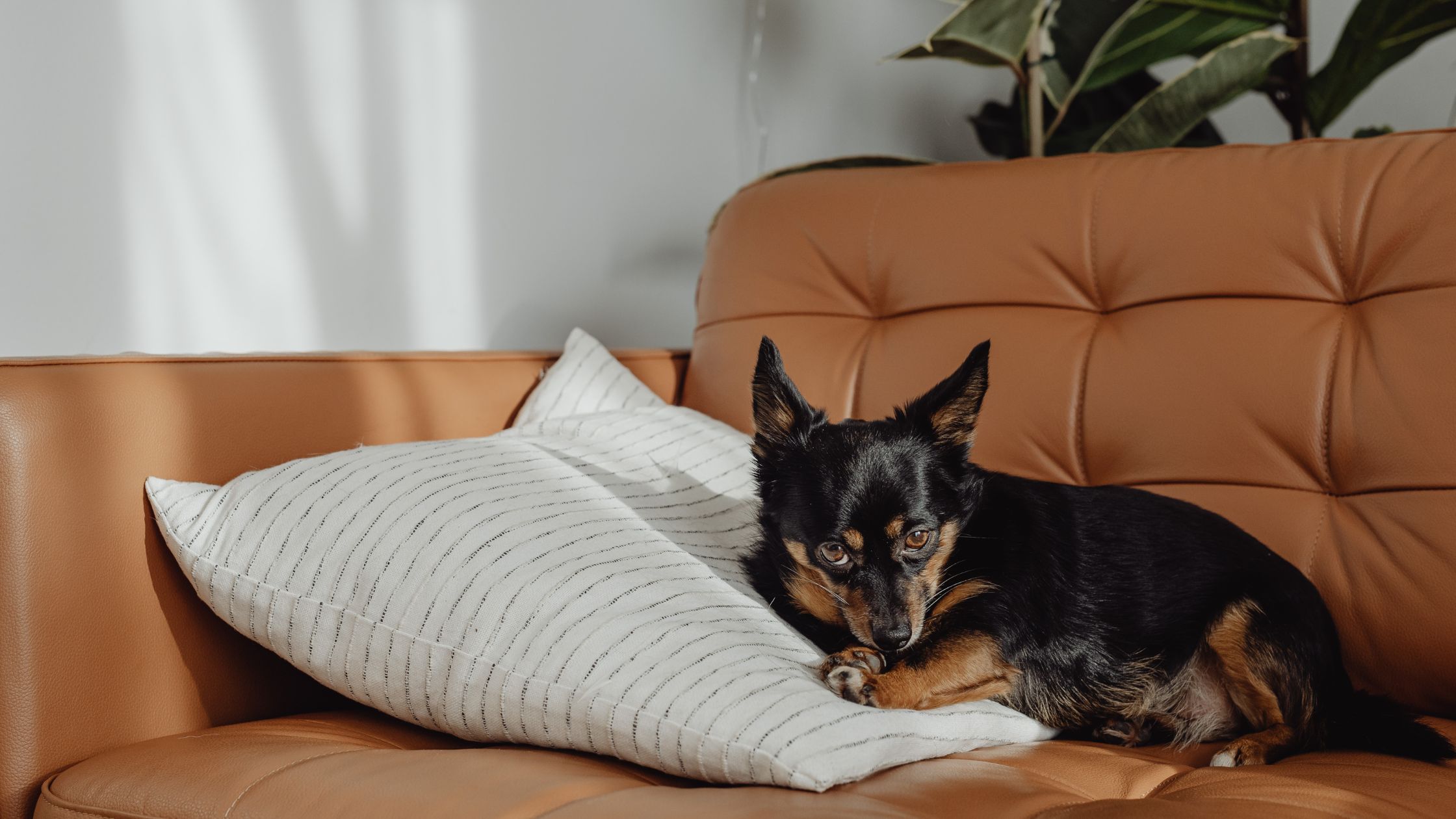 Hoe zorg ik ervoor dat een hond tegen me aan komt liggen?