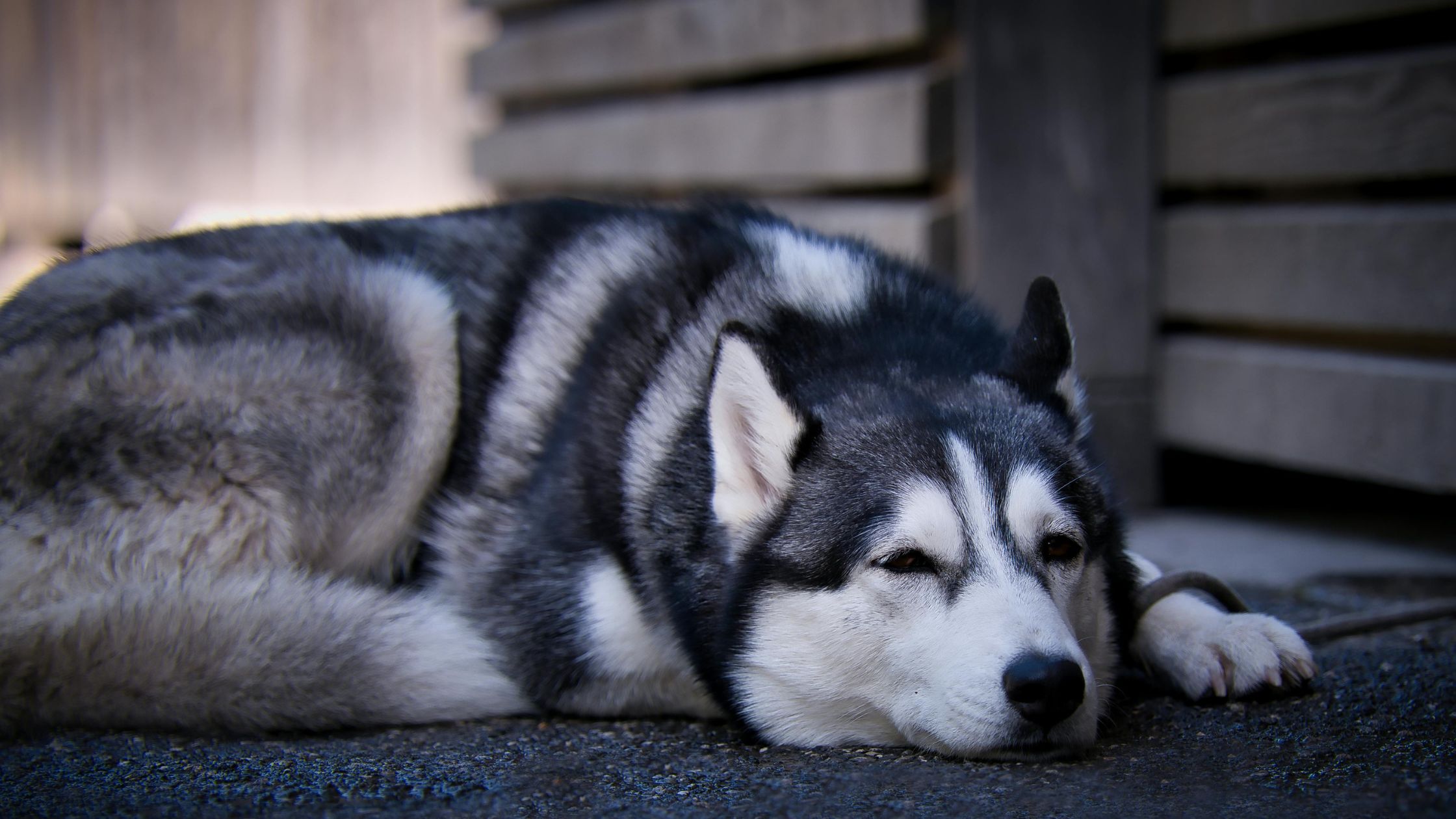 Husky ligt op de grond tegen een schutting aan