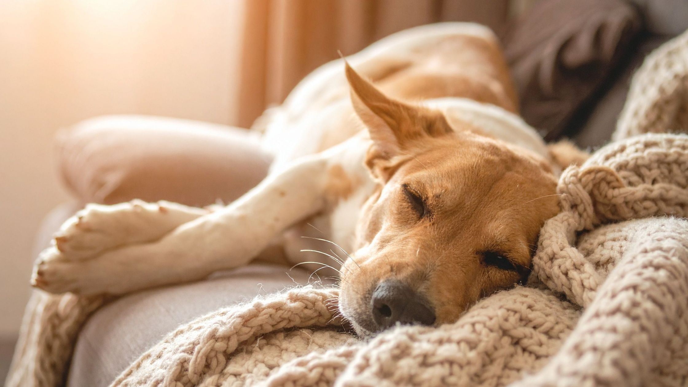 Waarom draait je hond rondjes voordat hij gaat slapen?