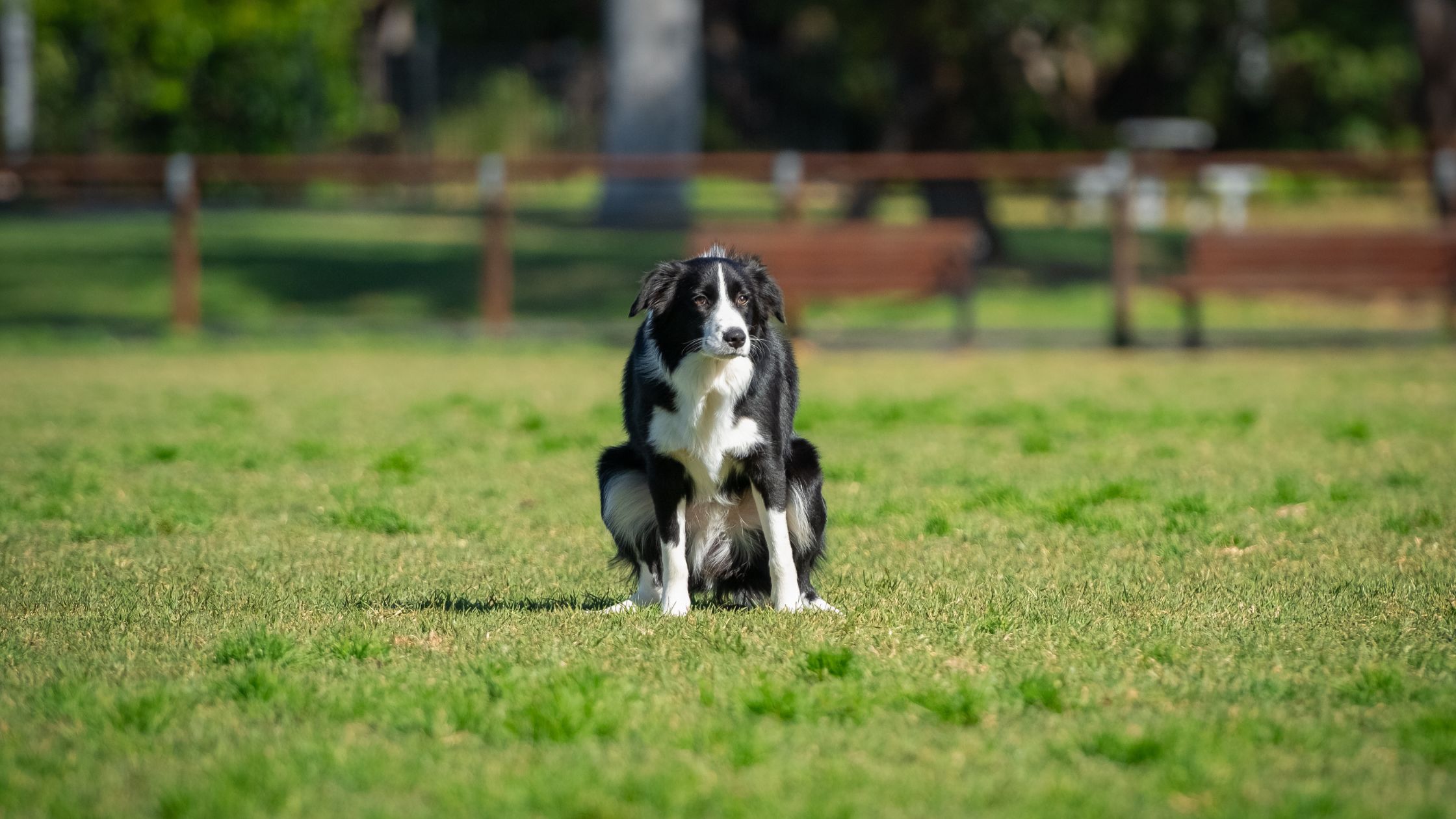 Hond kan niet poepen in het gras