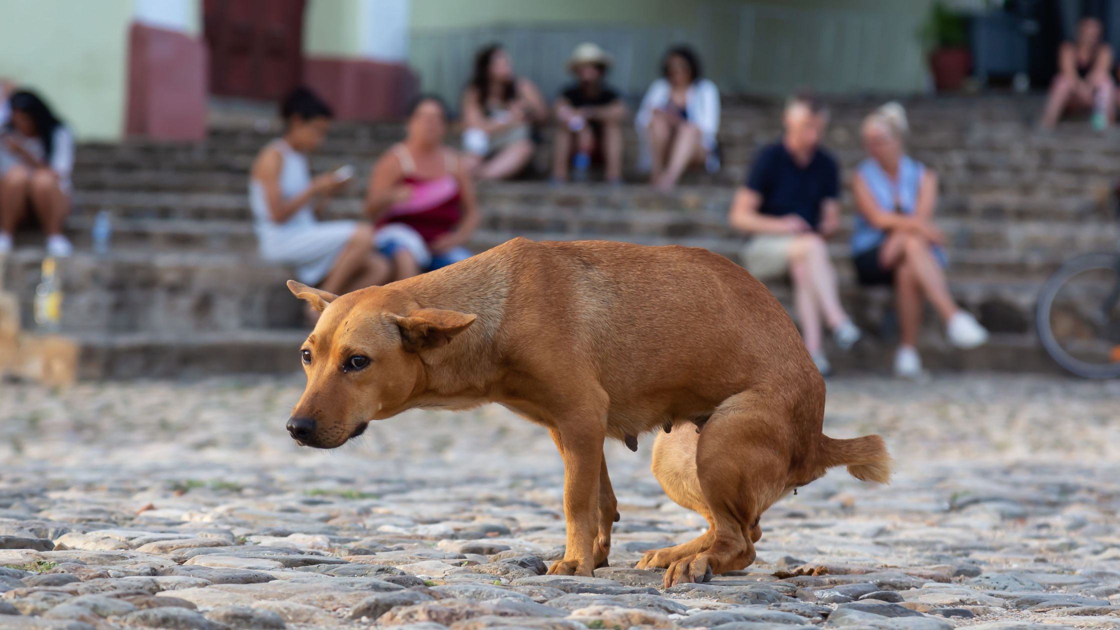 Hond kan niet poepen PetSecur
