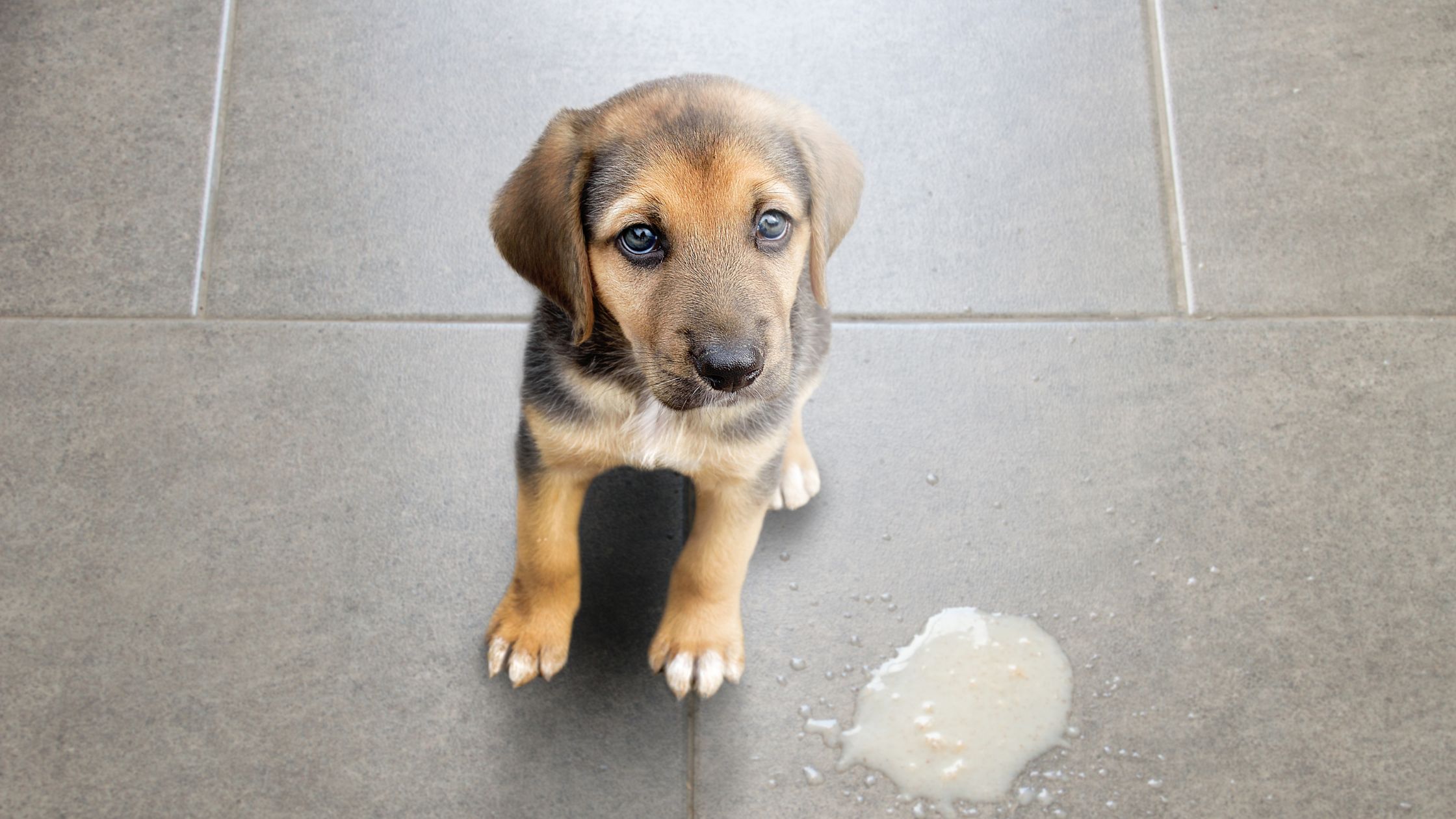 Hond misselijk of aan het overgeven? Dit moet je weten als baasje