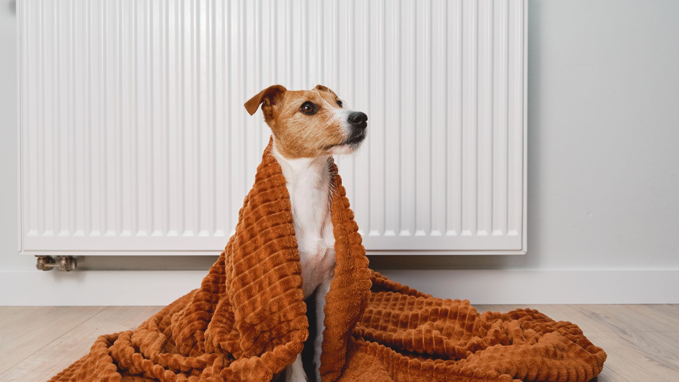 Hond heeft het koud met een bruin dekentje aan tegen de verwarming