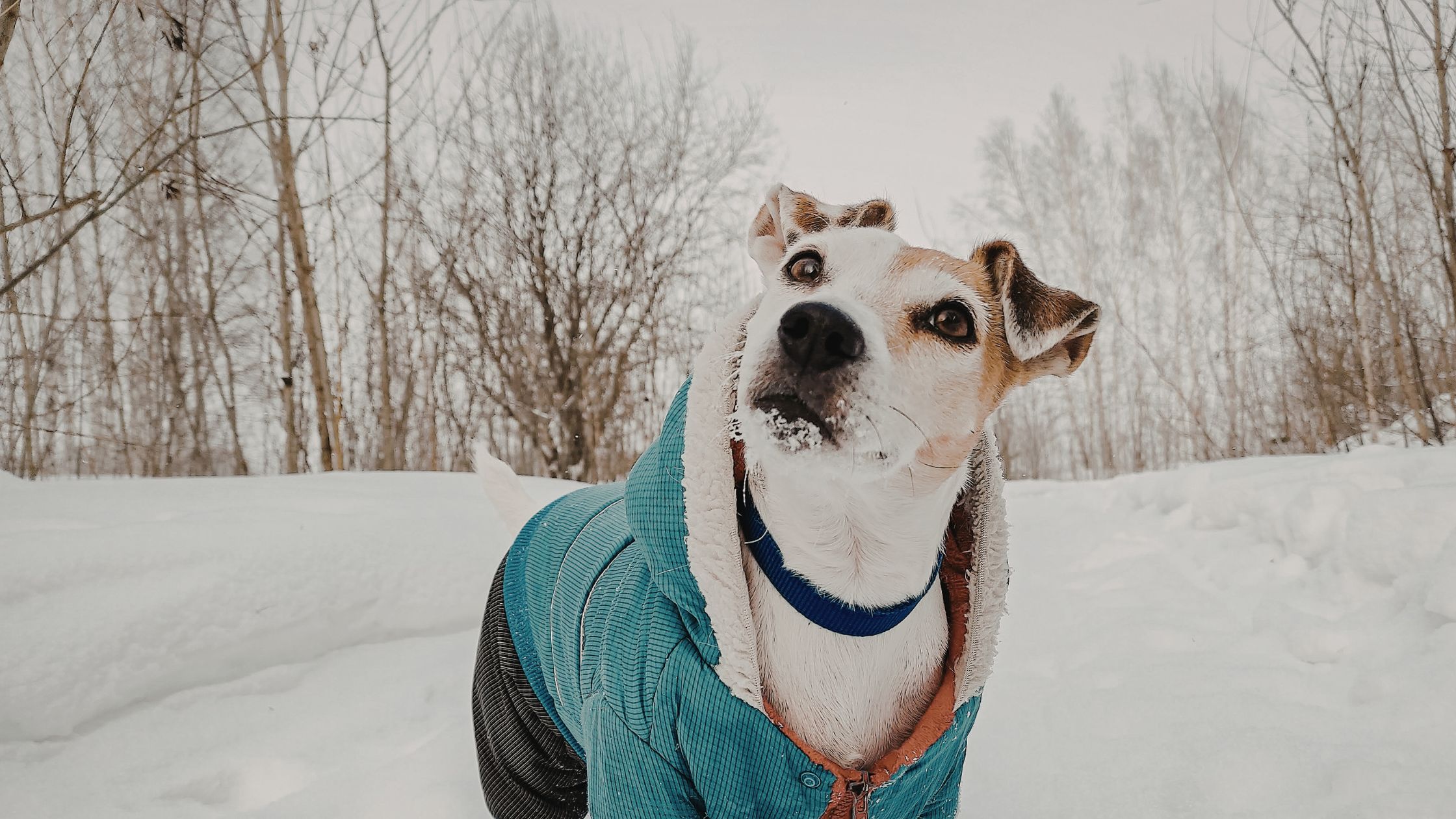 Hond met een blauw dekentje loopt in de sneeuw met hoge bomen achter zich