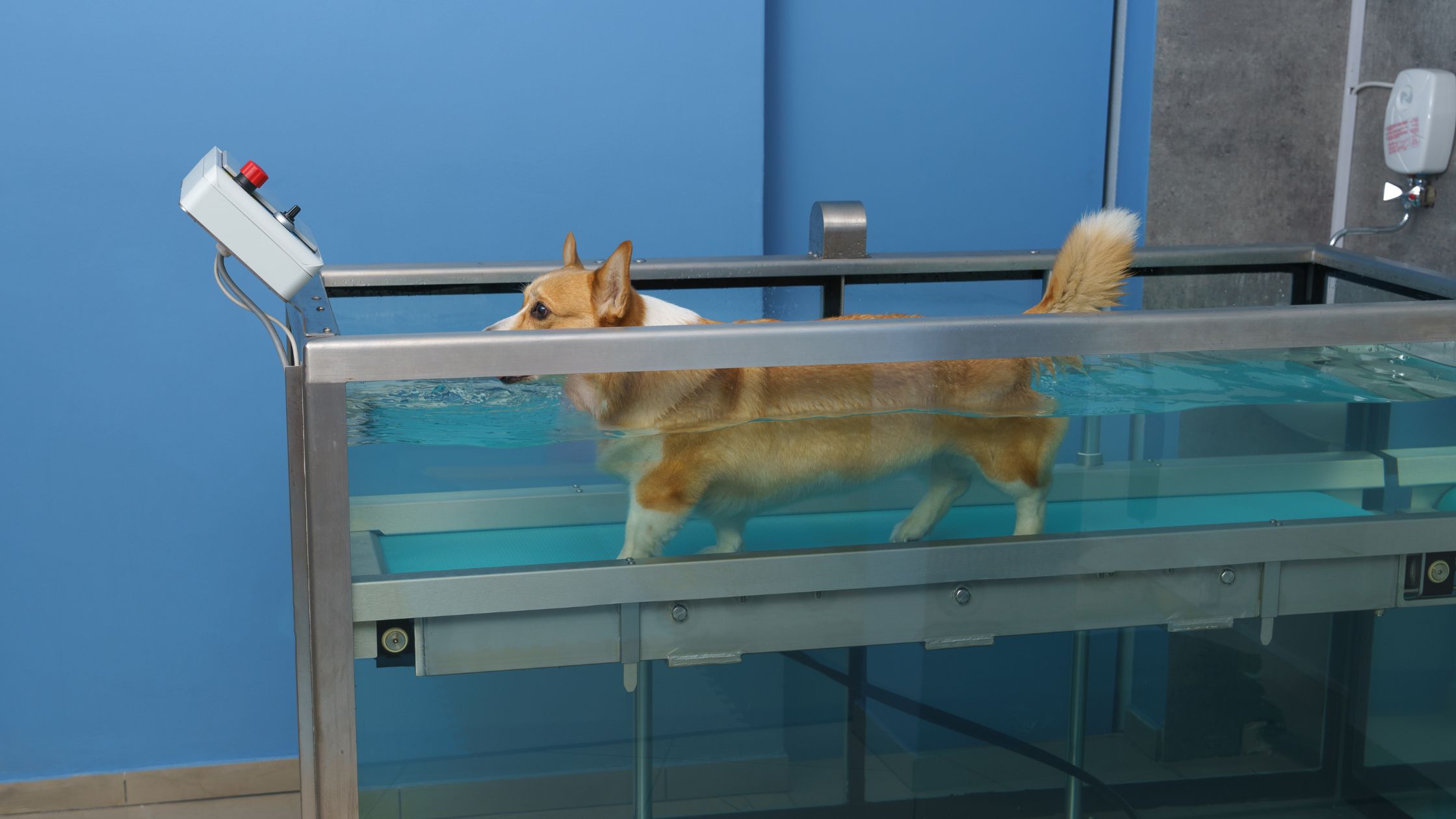Hydrotherapie hond in blauw water