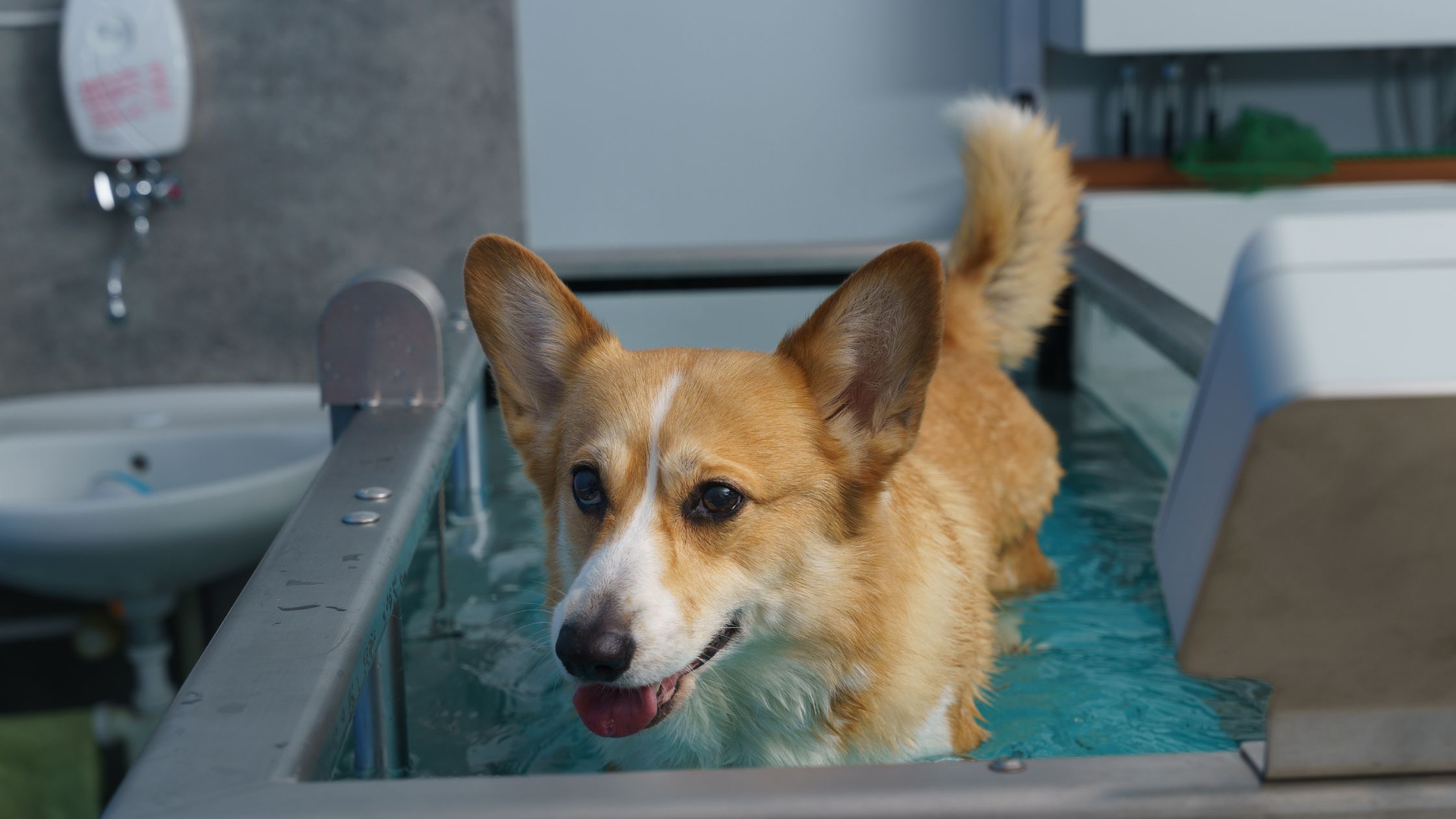 Beagle zwemt in een ondiep zwembad met golvend water
