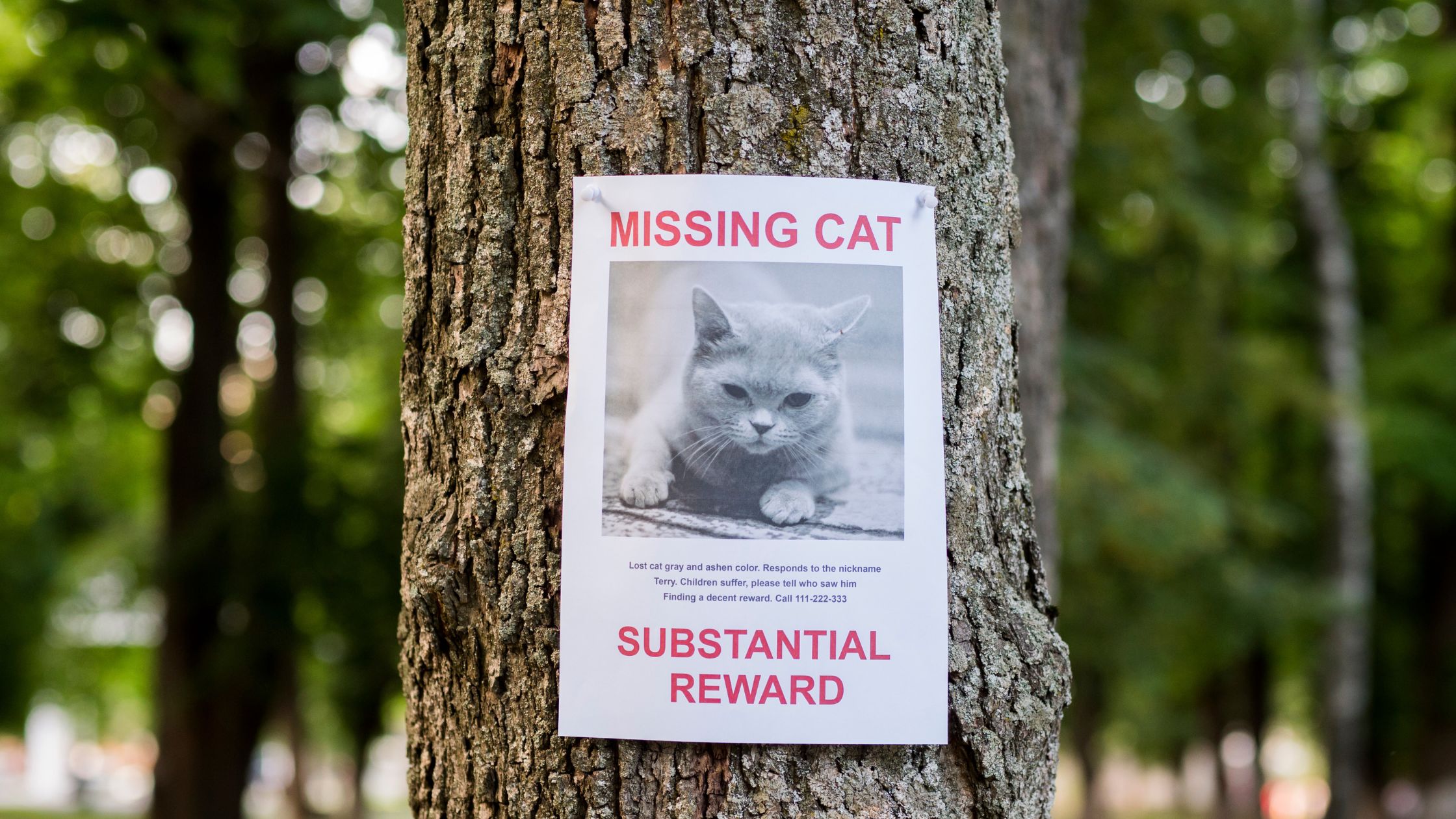 Een opplakbord met Missing Cat erop om te laten zien dat er steeds meer katten vermist zijn in Nederland