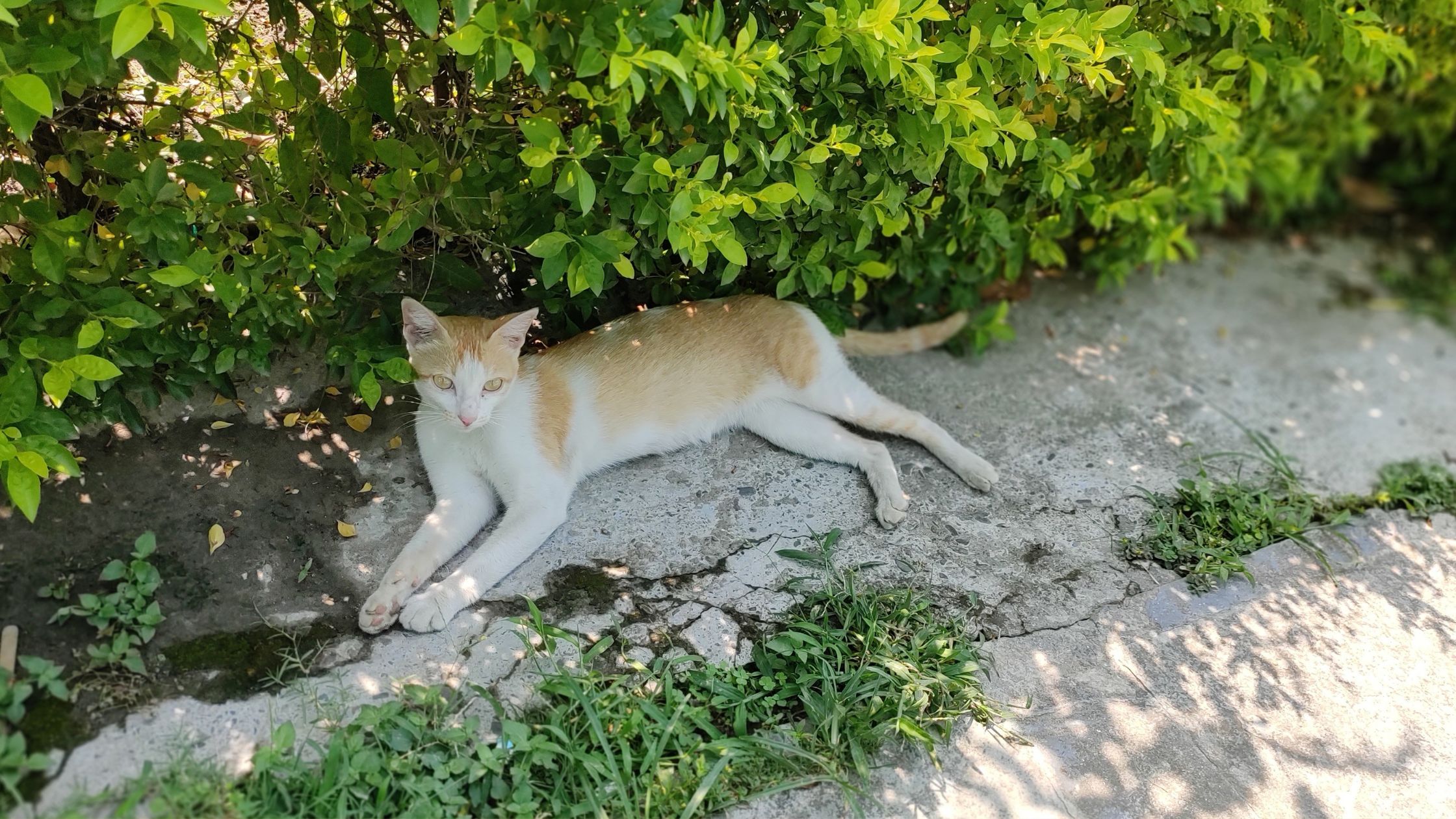 Steeds meer katten vermist in Nederland: hoe komt dat en wat kun je doen?