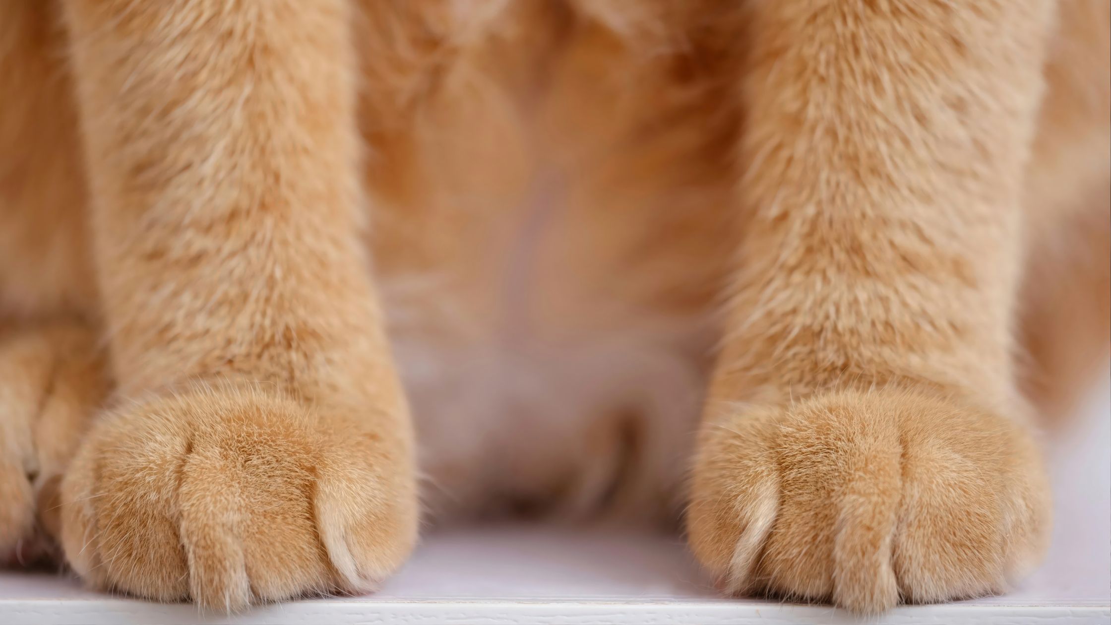 Rode kattenpoten die zijn ingezoomd