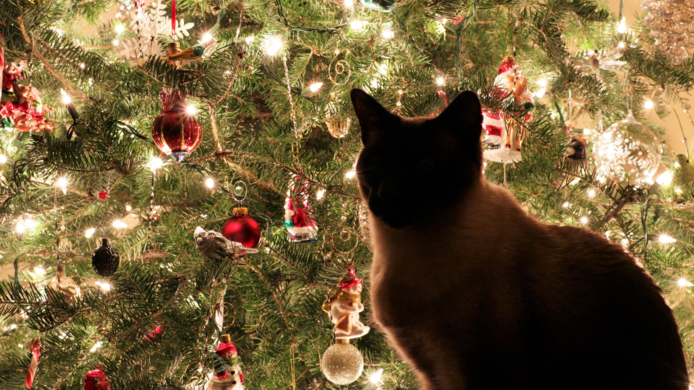 De schim van een kat zit voor de kerstboom met rode ballen en verlichting. PetSecur
