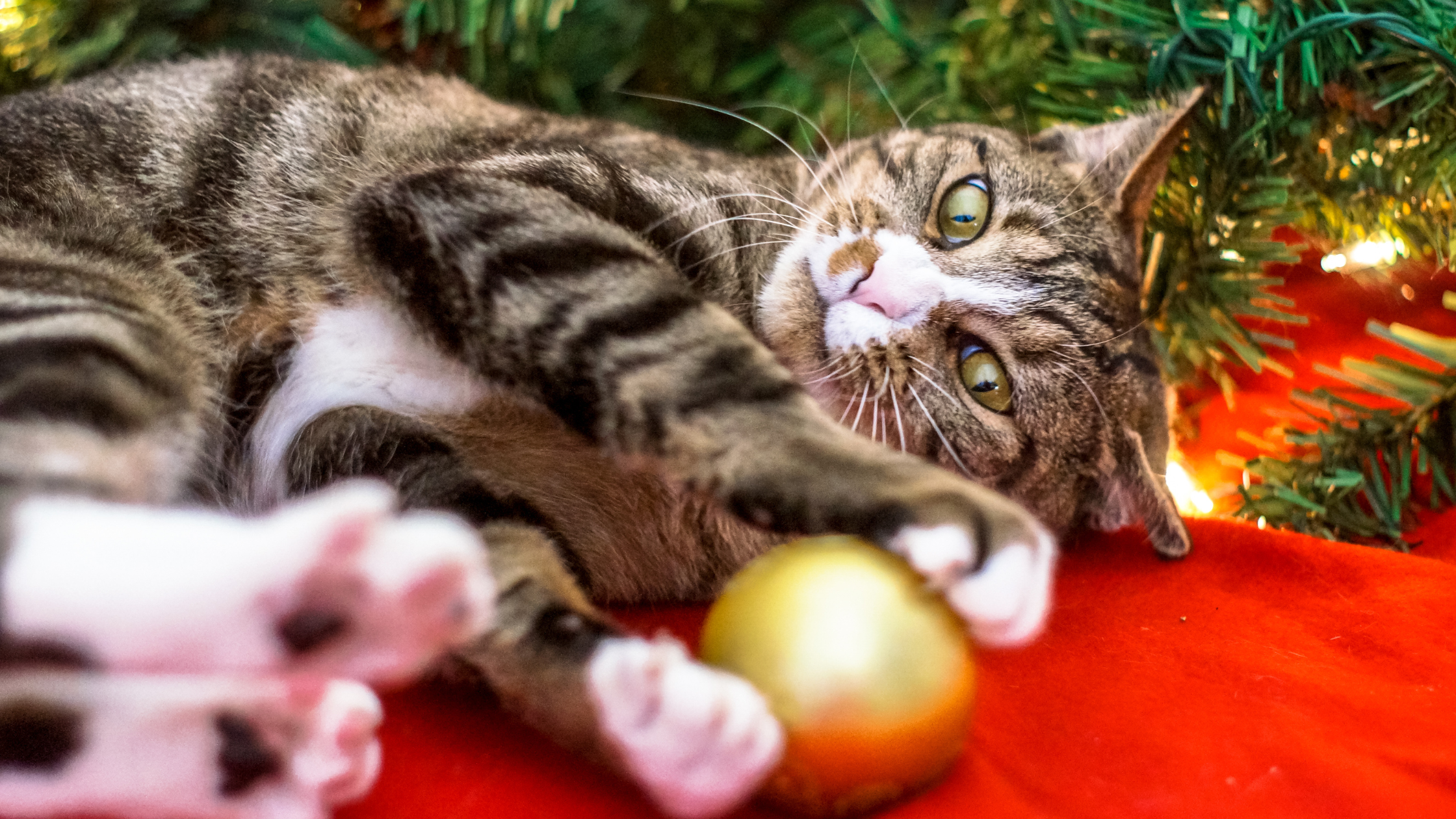 Een gestreepte kat speelt met een gouden kerstbal voor de kerstboom op een rood kleed. PetSecur