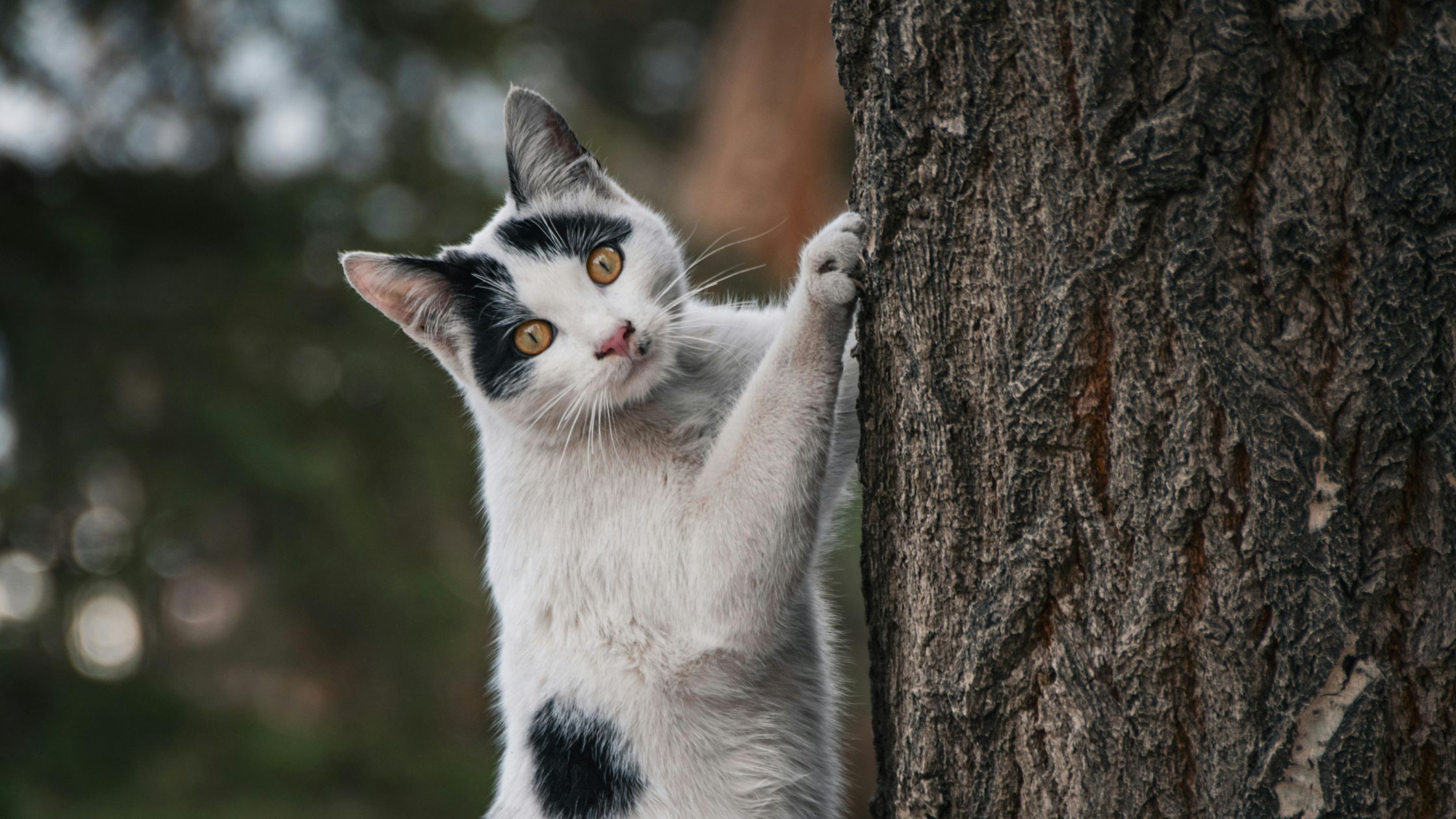 Komen katten altijd op hun pootjes terecht?