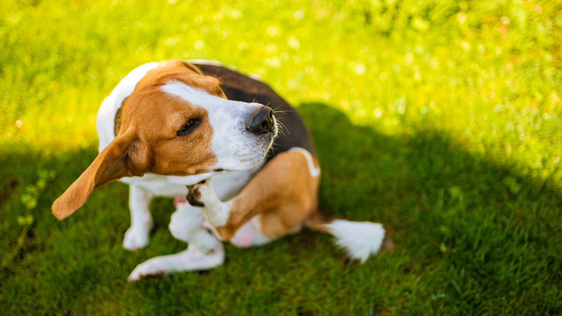 Een Beagle zit zichzelf te krabben op het gras vanwege een allergie. PetSecur