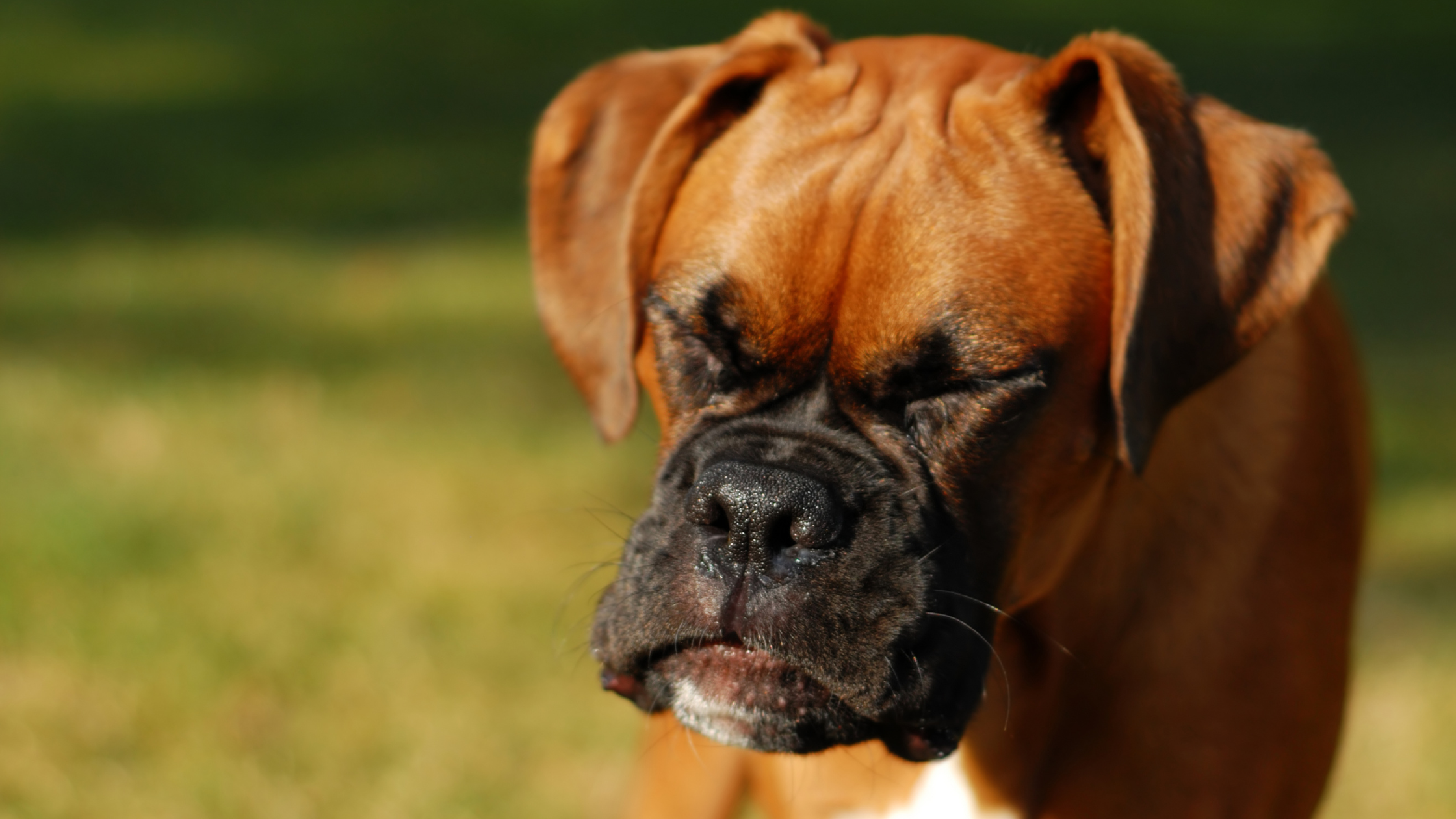 Een roodharige boxer met een zwarte snuit staat in het gras en moet niezen. PetSecur
