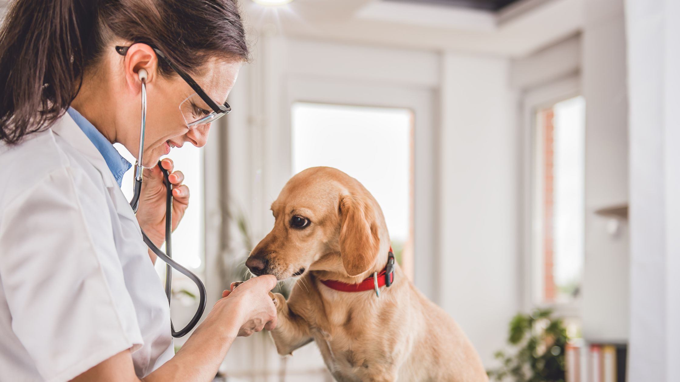 Een labrador met een witte vacht en een rode halsband geeft een pootje aan een vrouw met een bril