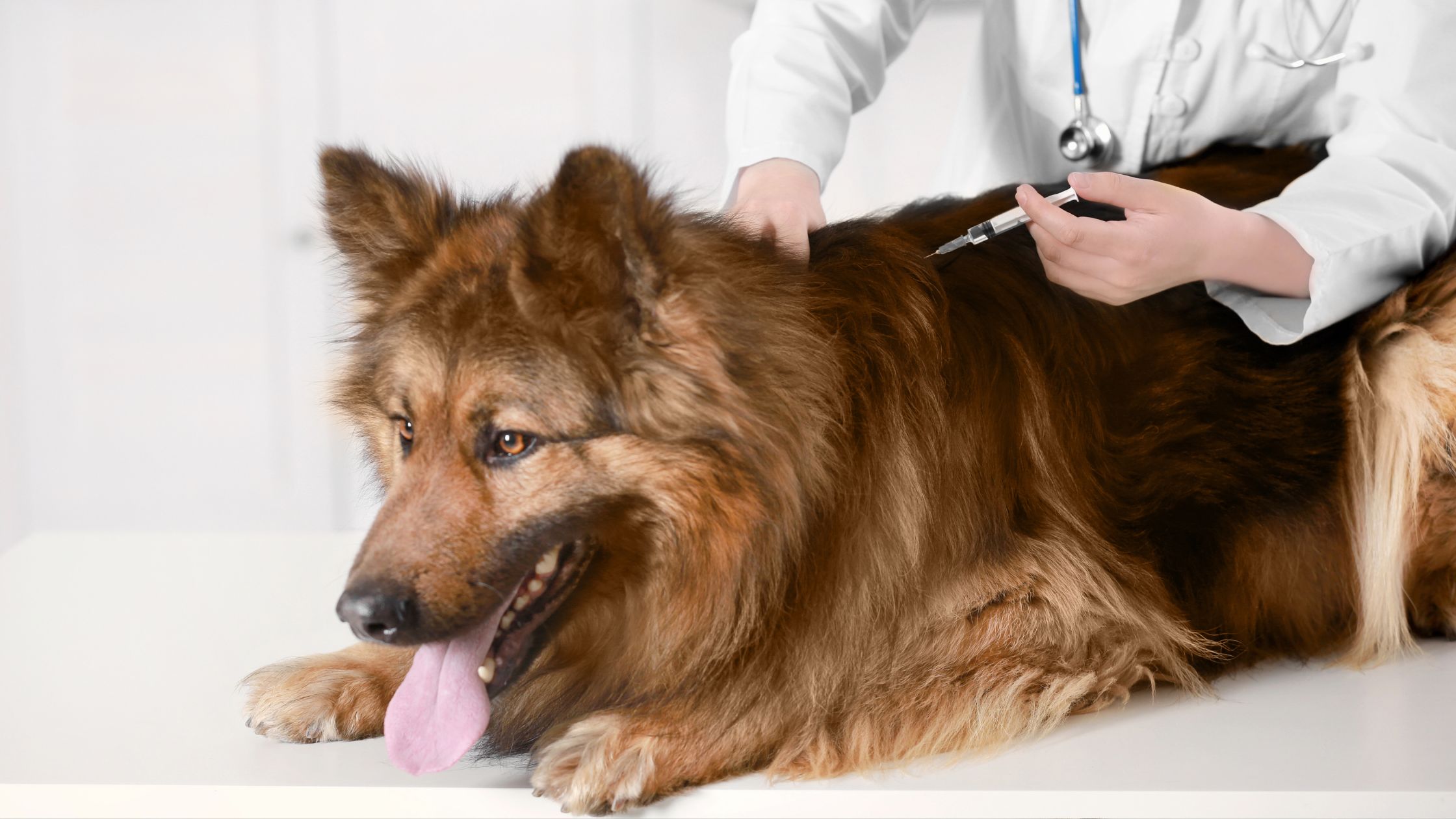 Een herdershond met pluizig haar steekt zijn tong uit tijdens het prikken van een vaccinatie door de dierenarts