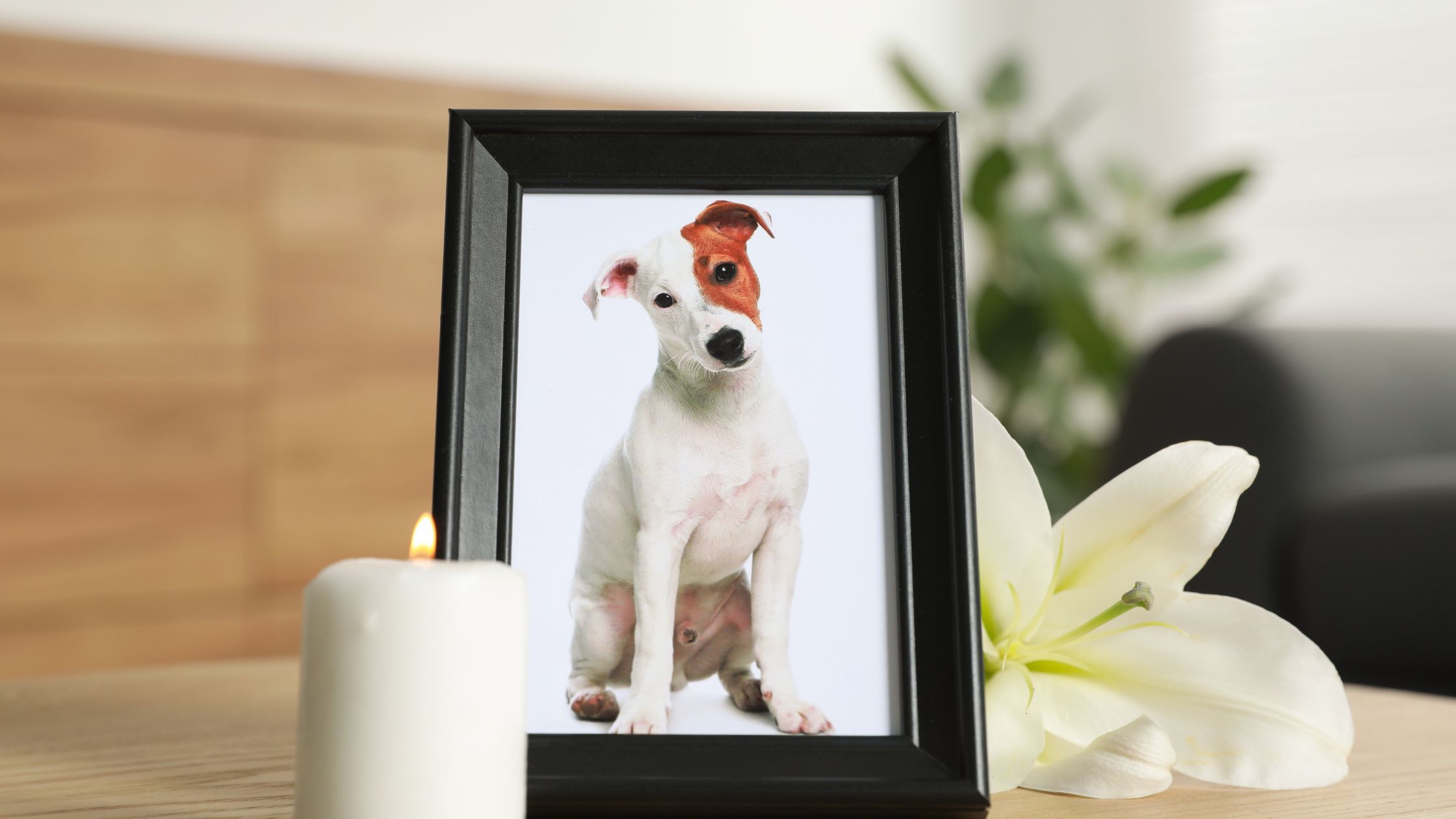 Een kaarsje brandt bij een fotolijstje waar een jack russel op staat en een bloem erachter