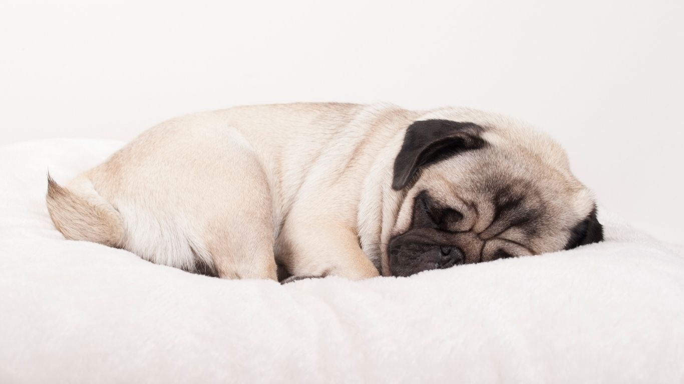 Top 10 meest doorgefokte honden in Nederland: wat elke toekomstige baas moet weten