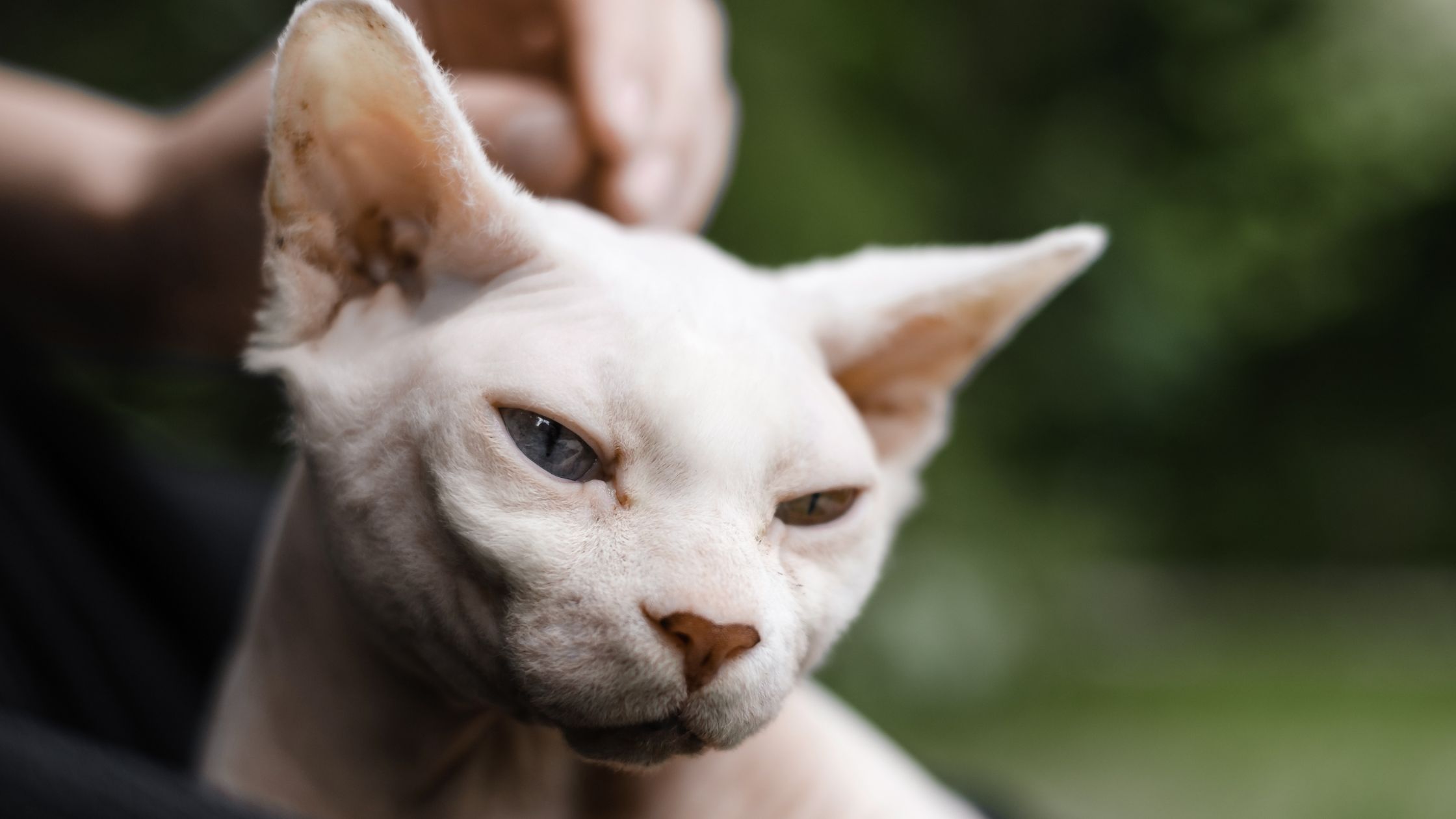 Vanaf 2026 verboden: het houden van naaktkatten en katten met vouworen