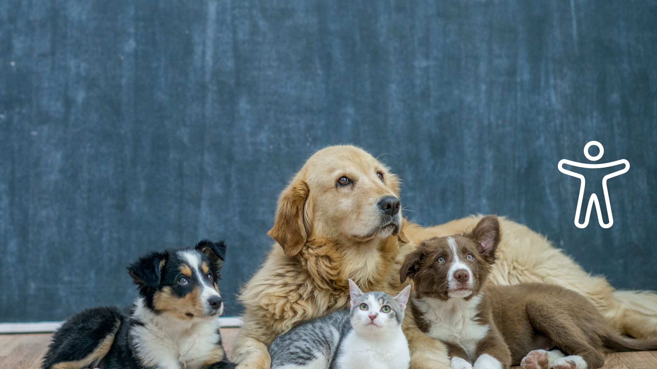 PetSecur lanceert volledig toegankelijke website voor alle gebruikers