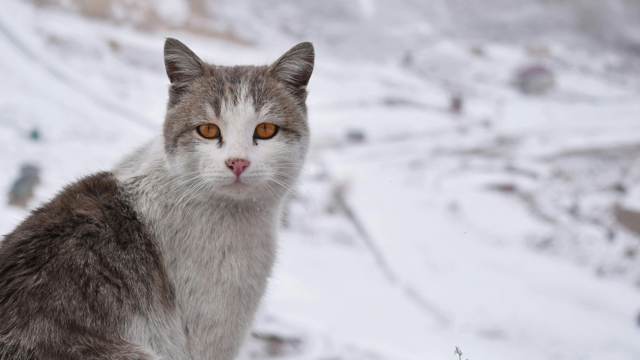 Een Europese kat heeft het koud, omdat hij of zij in de sneeuw staat