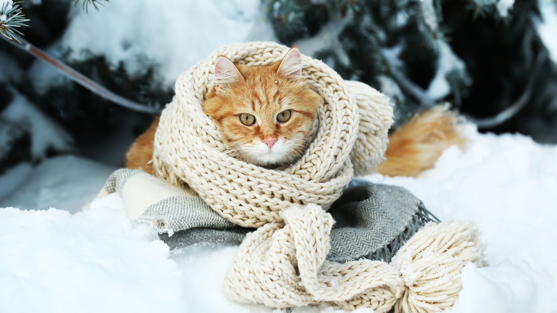 Kat in de winterse sneeuw met een bruine sjaal om met gaatjes