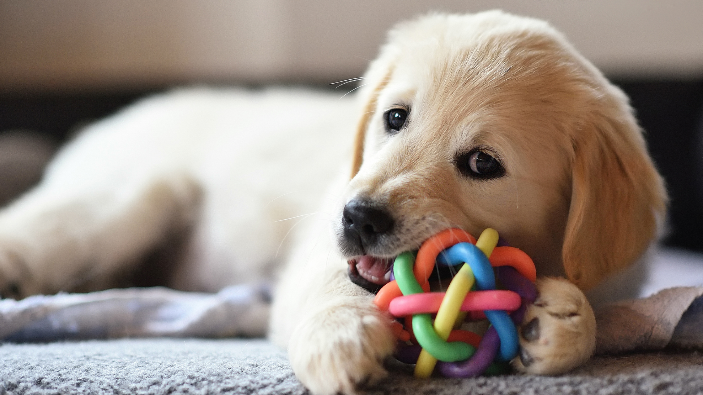 Een golden retriever puppy ligt op de grond en bijt in een speelgoed bal met regenboog kleuren. PetSecur