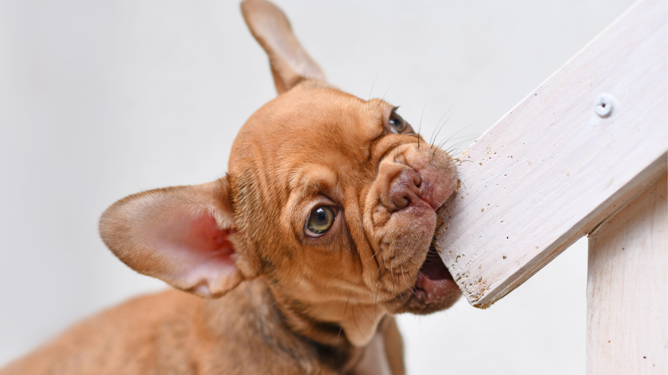 Een Franse Bulldog pup die in de puberteit gaat knagen aan een houten balk. PetSecur