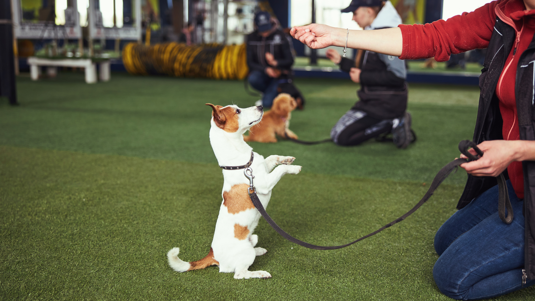 Een Jack Russell in training zit op zijn achterhand met zijn voorpoten in de lucht. Boven hem wordt een snoepje vast gehouden. PetSecur